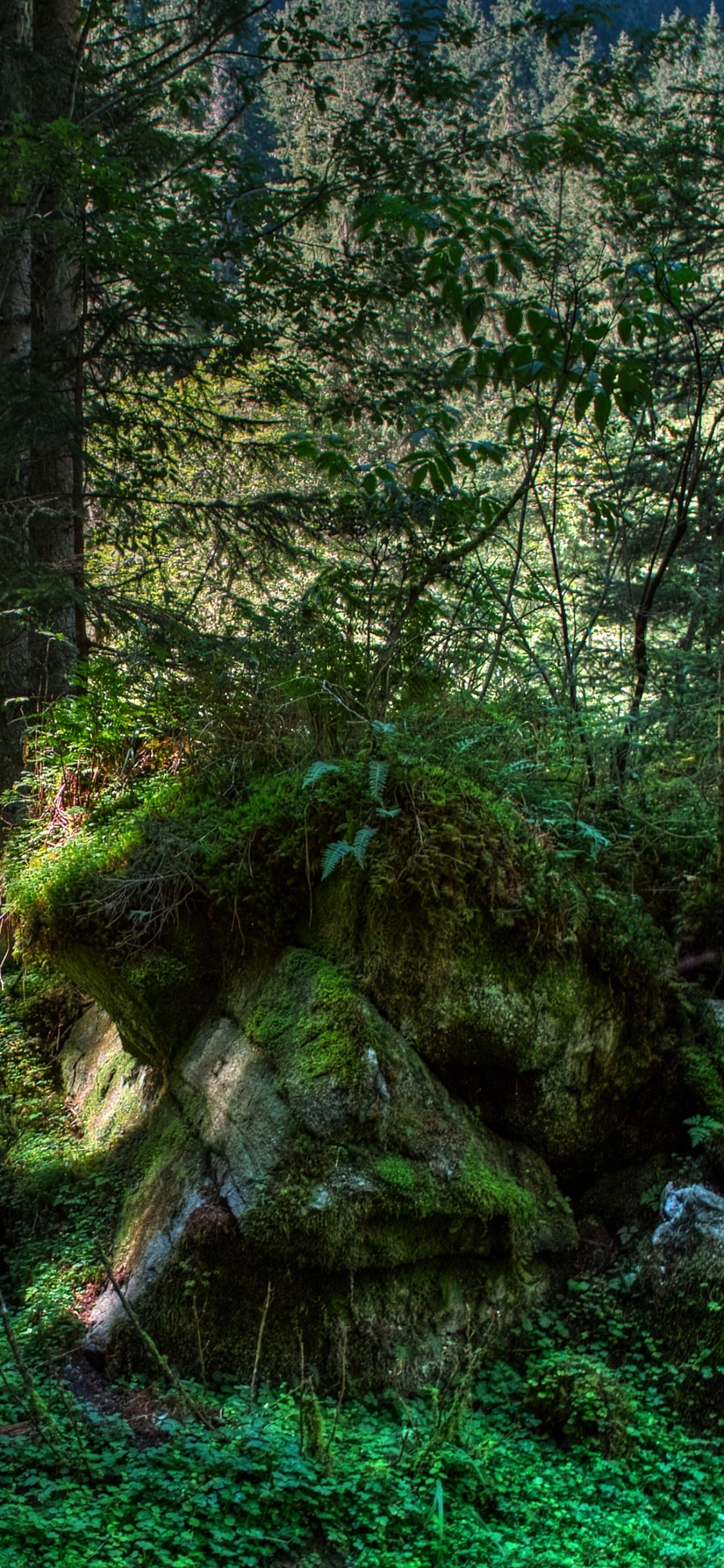 Musgo Verde en el Tronco de un Árbol Marrón. Wallpaper in 1125x2436 Resolution