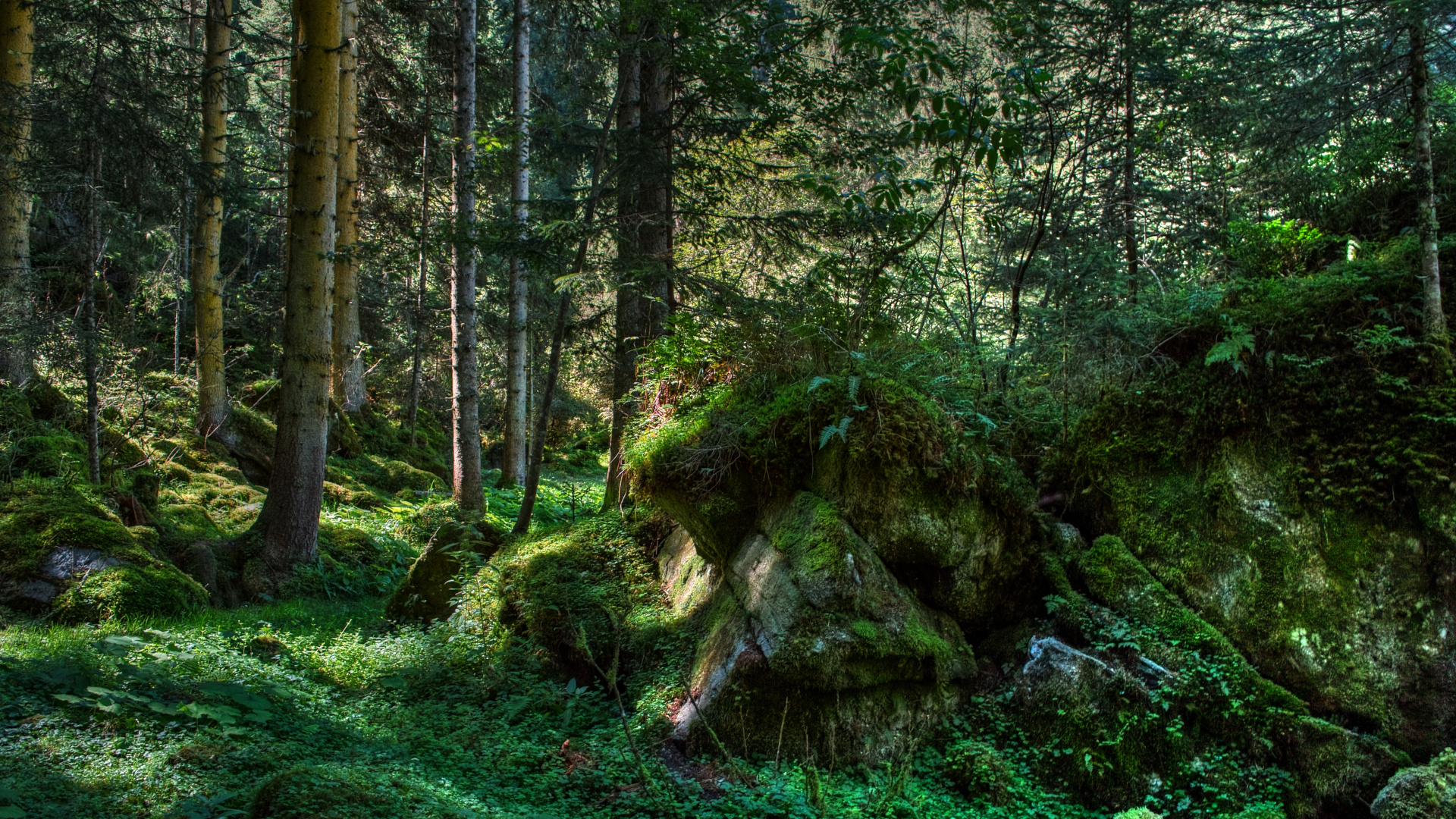 Green Moss on Brown Tree Trunk. Wallpaper in 1920x1080 Resolution