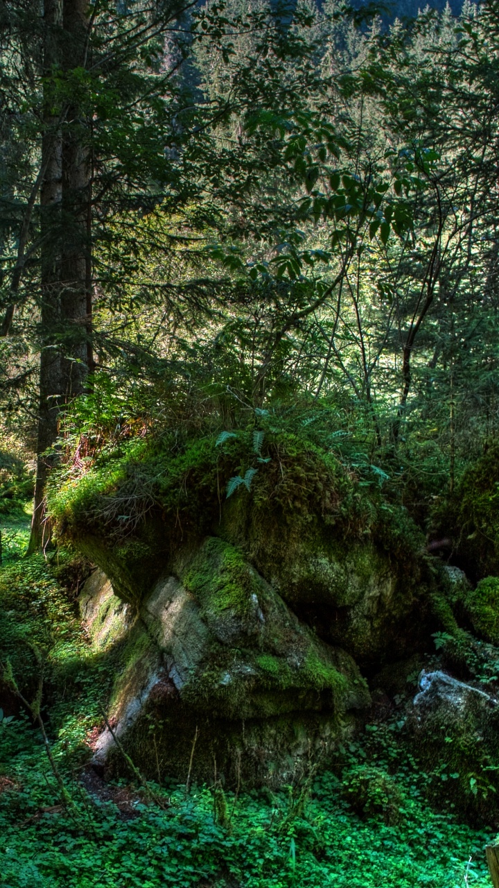Green Moss on Brown Tree Trunk. Wallpaper in 720x1280 Resolution