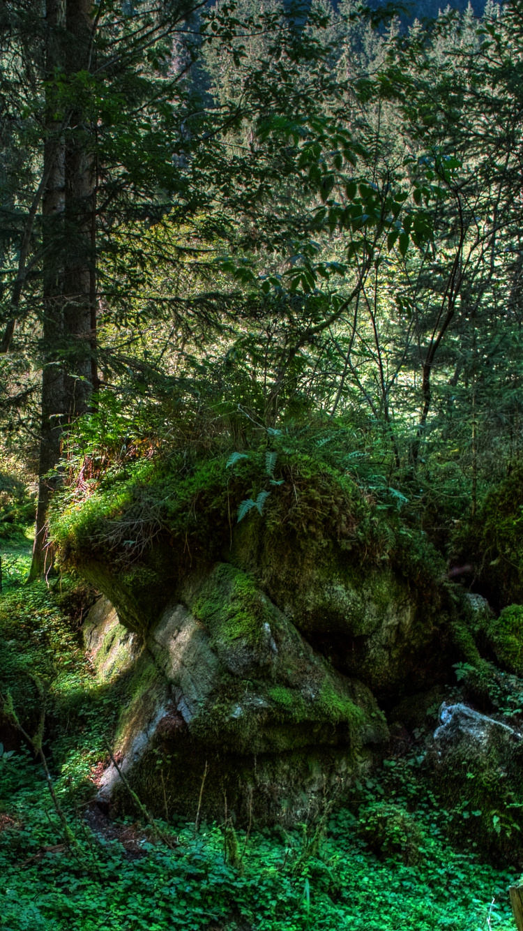 Grünes Moos Auf Braunem Baumstamm. Wallpaper in 750x1334 Resolution