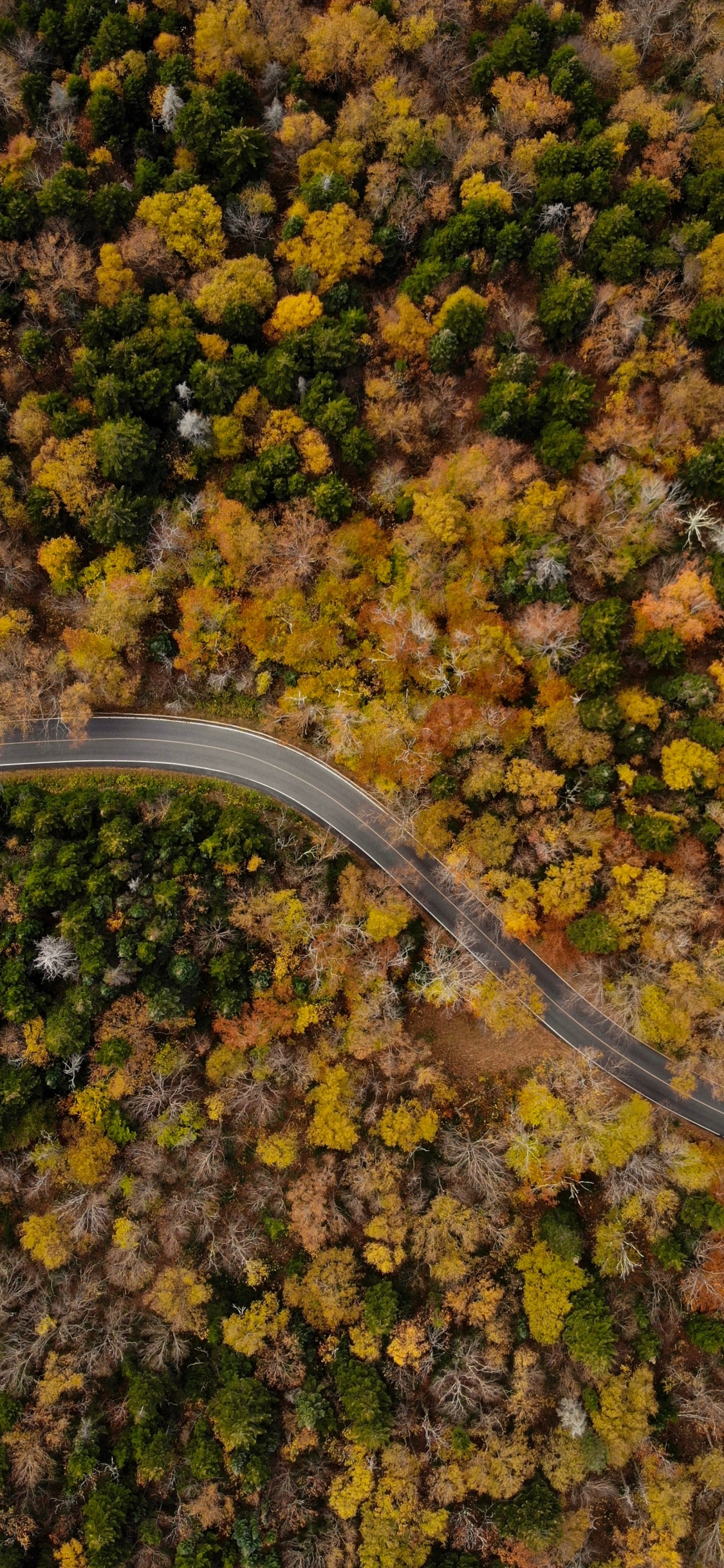 Herbst, Blatt, Baum, Boden, Küche. Wallpaper in 1125x2436 Resolution