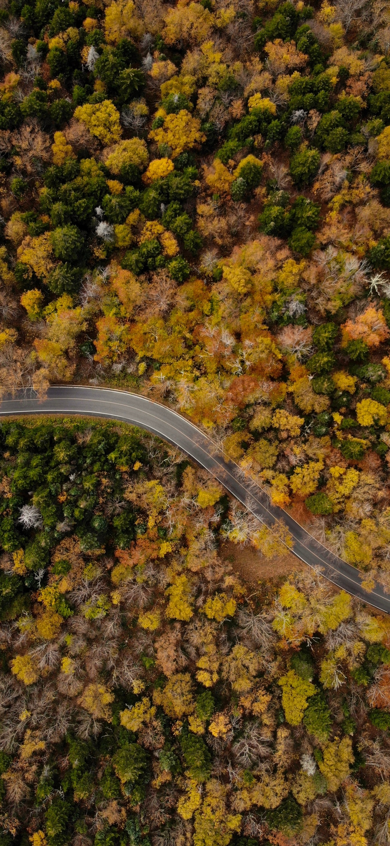 Herbst, Blatt, Baum, Boden, Küche. Wallpaper in 1242x2688 Resolution
