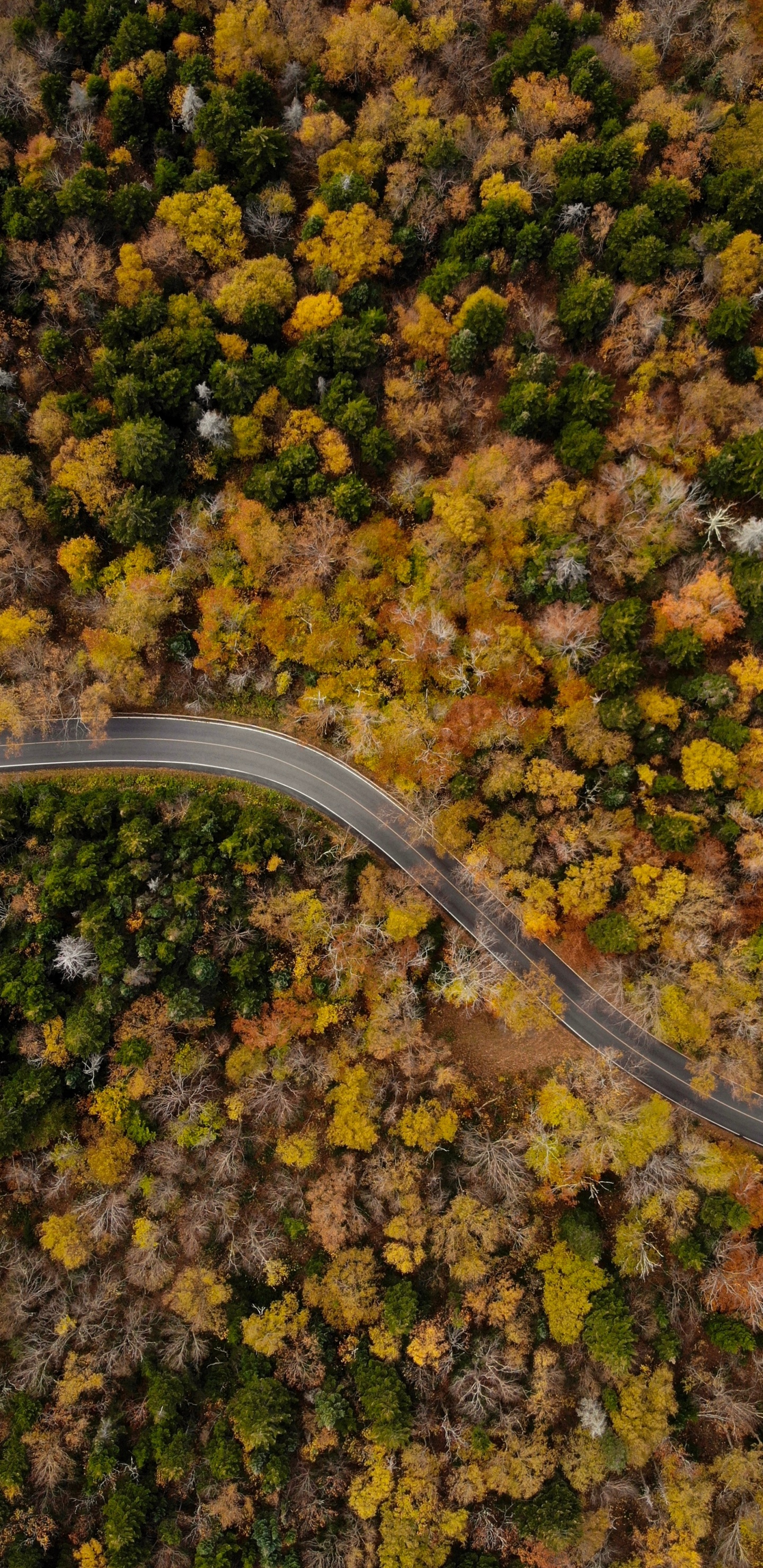 Herbst, Blatt, Baum, Boden, Küche. Wallpaper in 1440x2960 Resolution