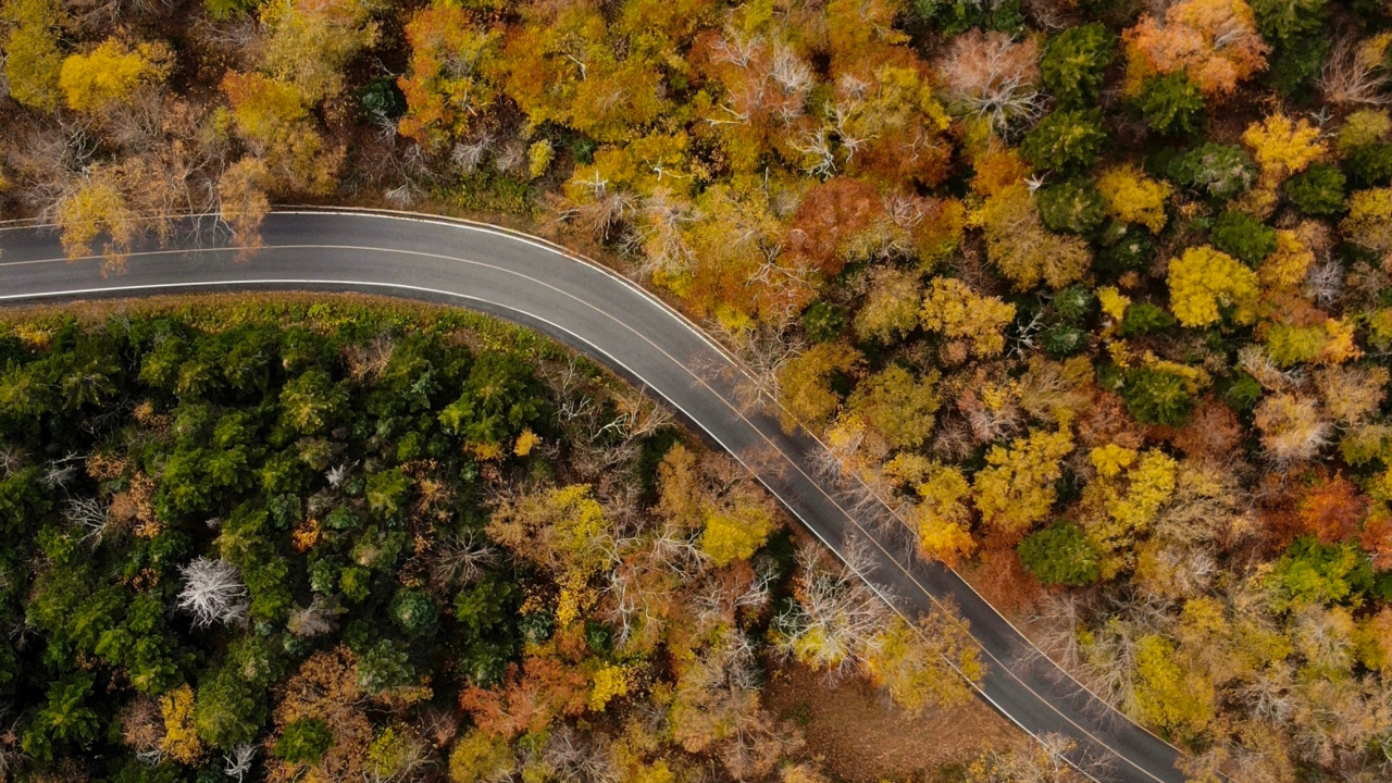 Autumn, Leaf, Plant, Tree, Soil. Wallpaper in 1280x720 Resolution