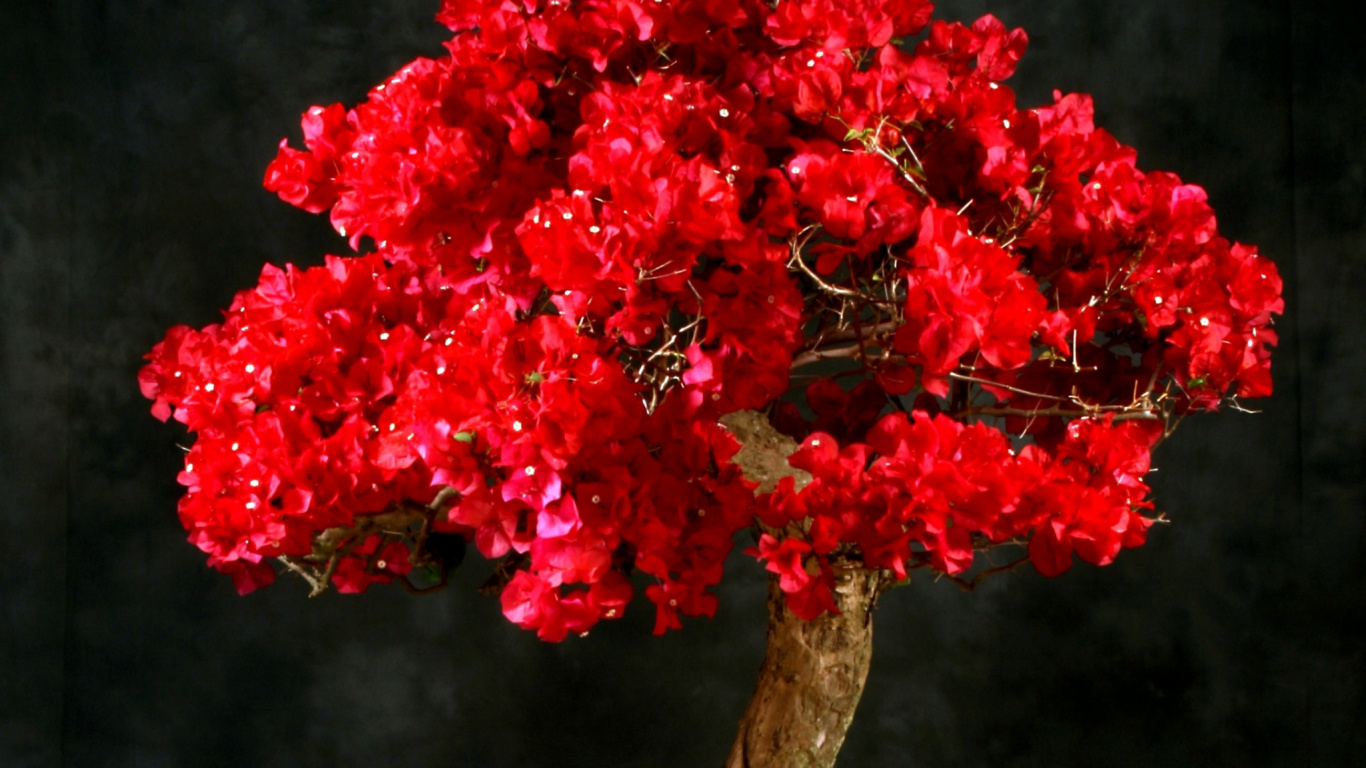 Red Flowers on Brown Tree Branch. Wallpaper in 1366x768 Resolution