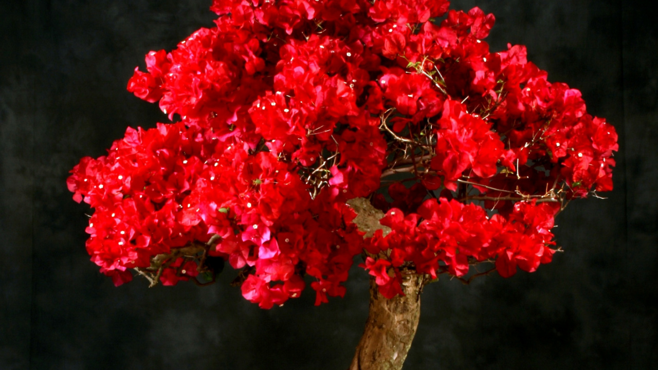 Rote Blumen Auf Braunem Ast. Wallpaper in 1280x720 Resolution