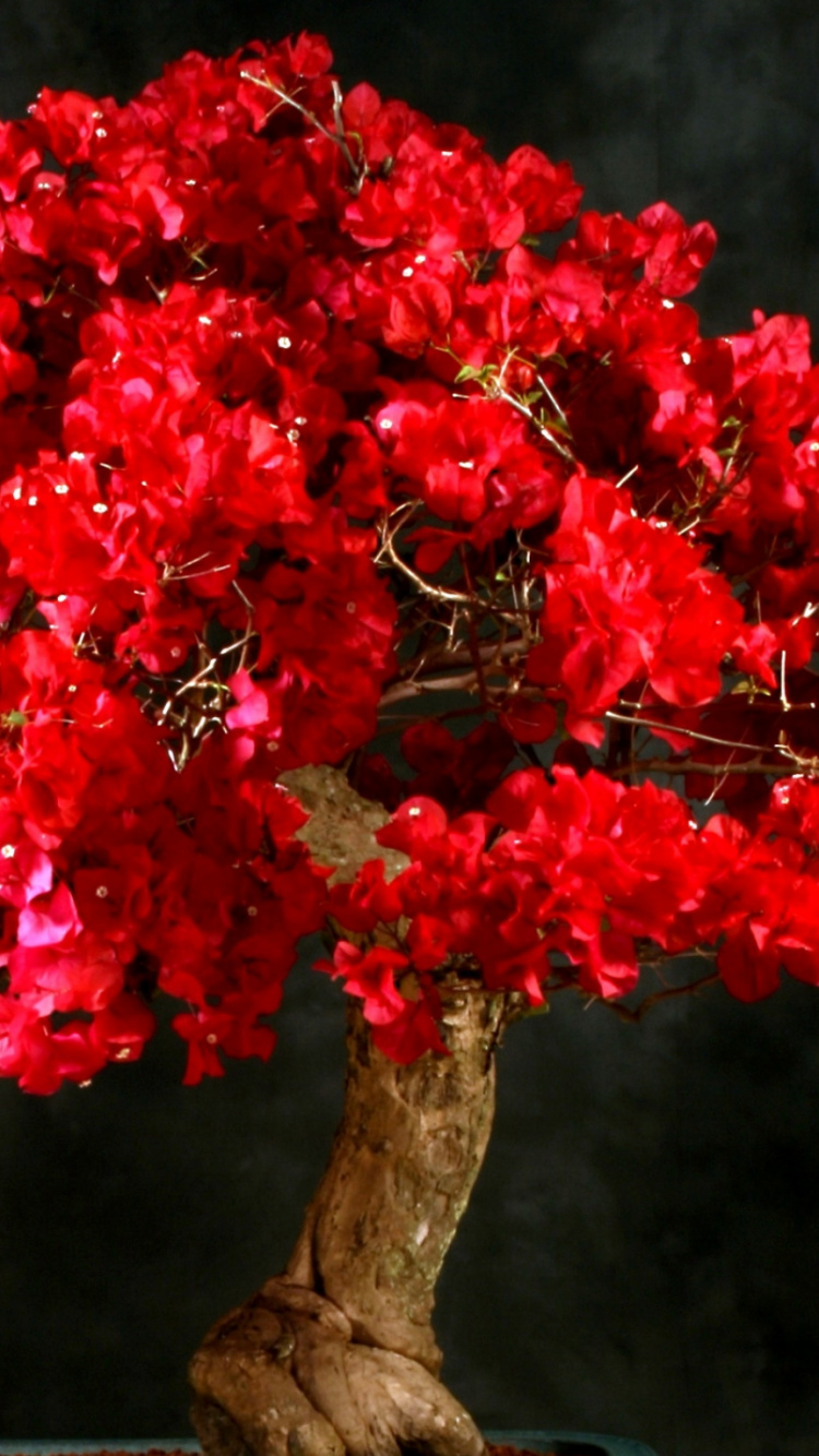 Rote Blumen Auf Braunem Ast. Wallpaper in 750x1334 Resolution