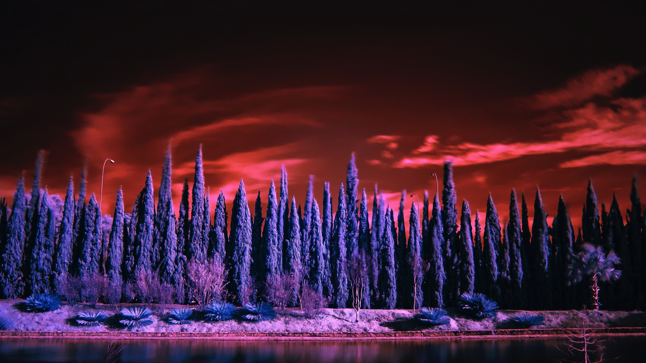 Nature, Réflexion, Eau, Purple, Violette. Wallpaper in 2560x1440 Resolution