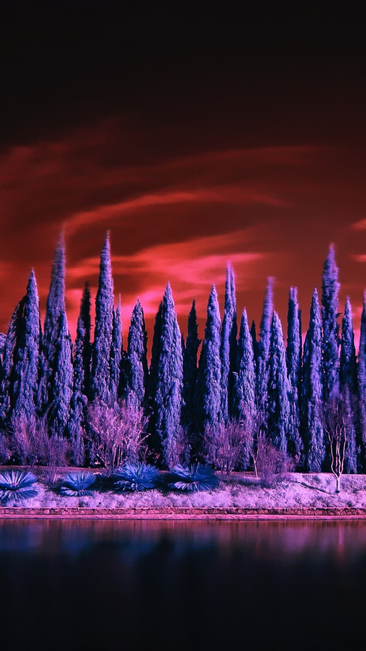 性质, 反射, 紫色的, 紫罗兰色, 粉红色 壁纸 720x1280 允许