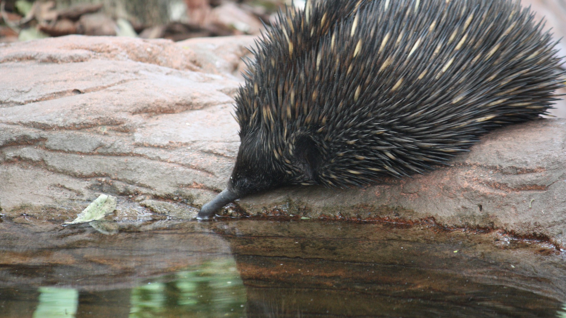 Black Hedgehog on Brown Rock. Wallpaper in 1920x1080 Resolution