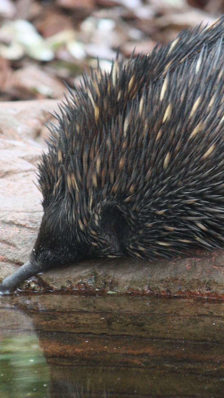Black Hedgehog on Brown Rock. Wallpaper in 720x1280 Resolution