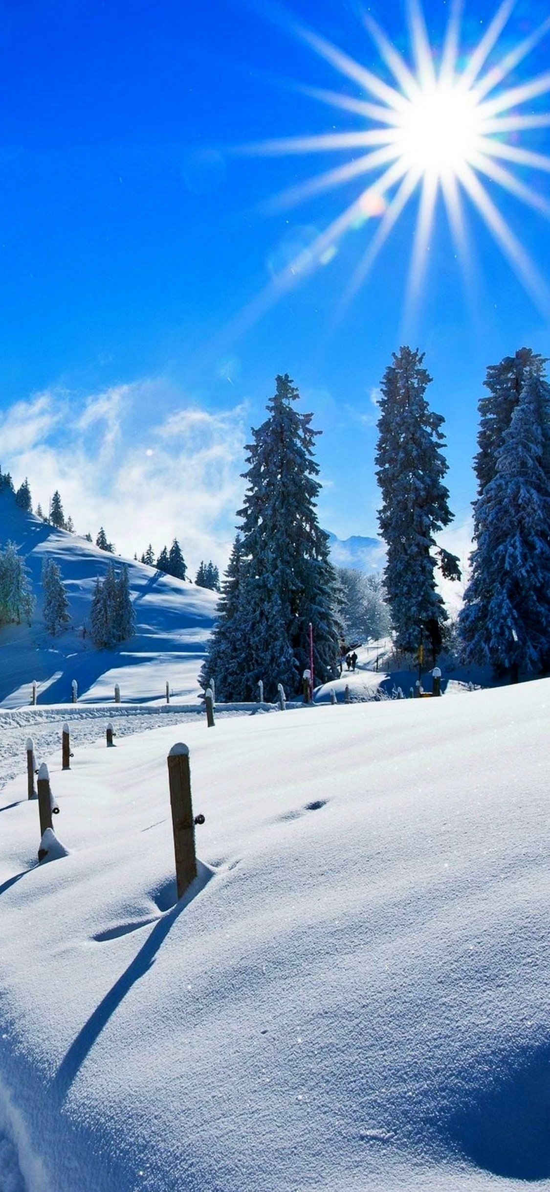 Grüne Pinien Auf Schneebedecktem Boden Unter Blauem Himmel Tagsüber. Wallpaper in 1125x2436 Resolution