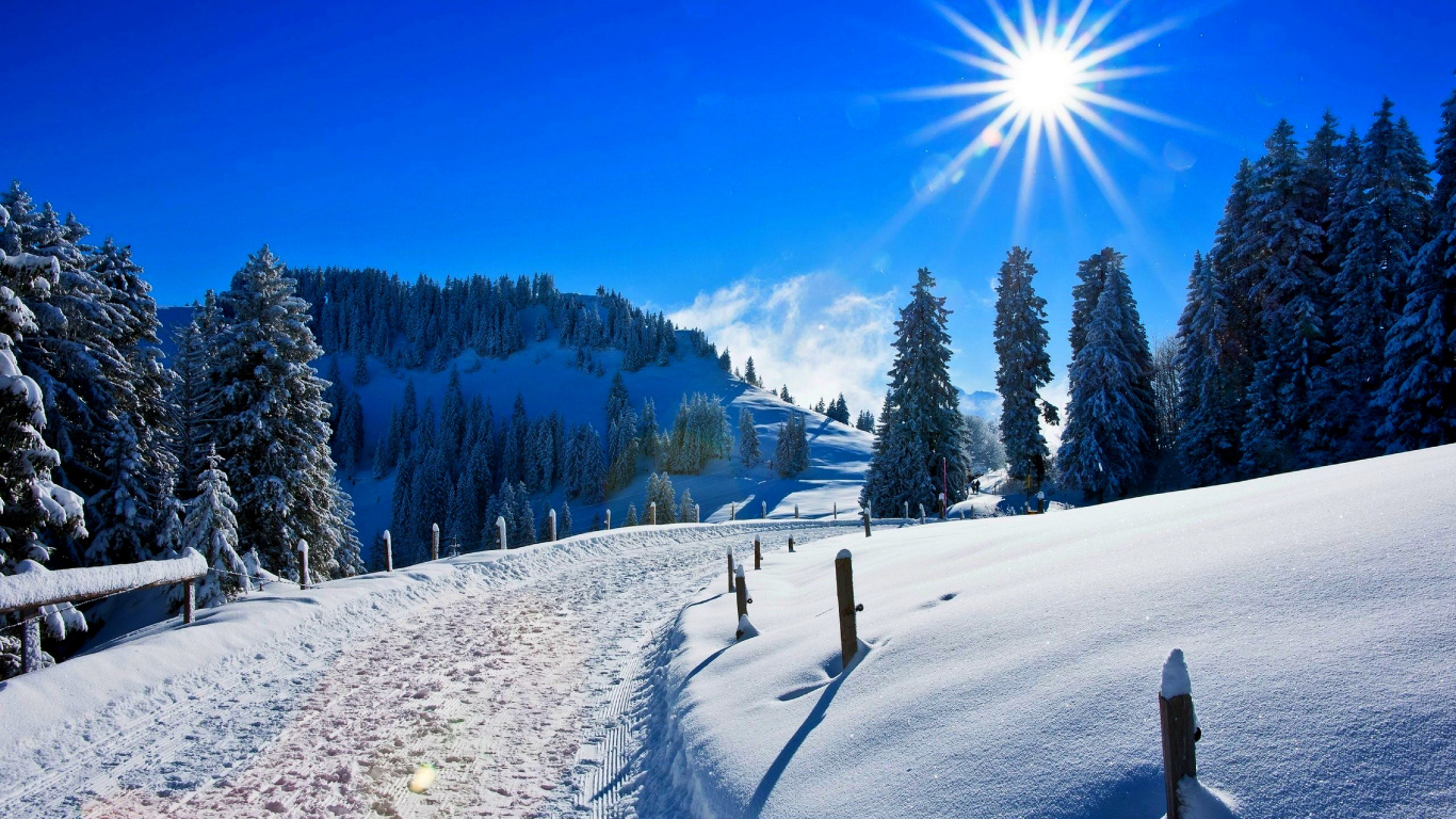 Grüne Pinien Auf Schneebedecktem Boden Unter Blauem Himmel Tagsüber. Wallpaper in 1366x768 Resolution