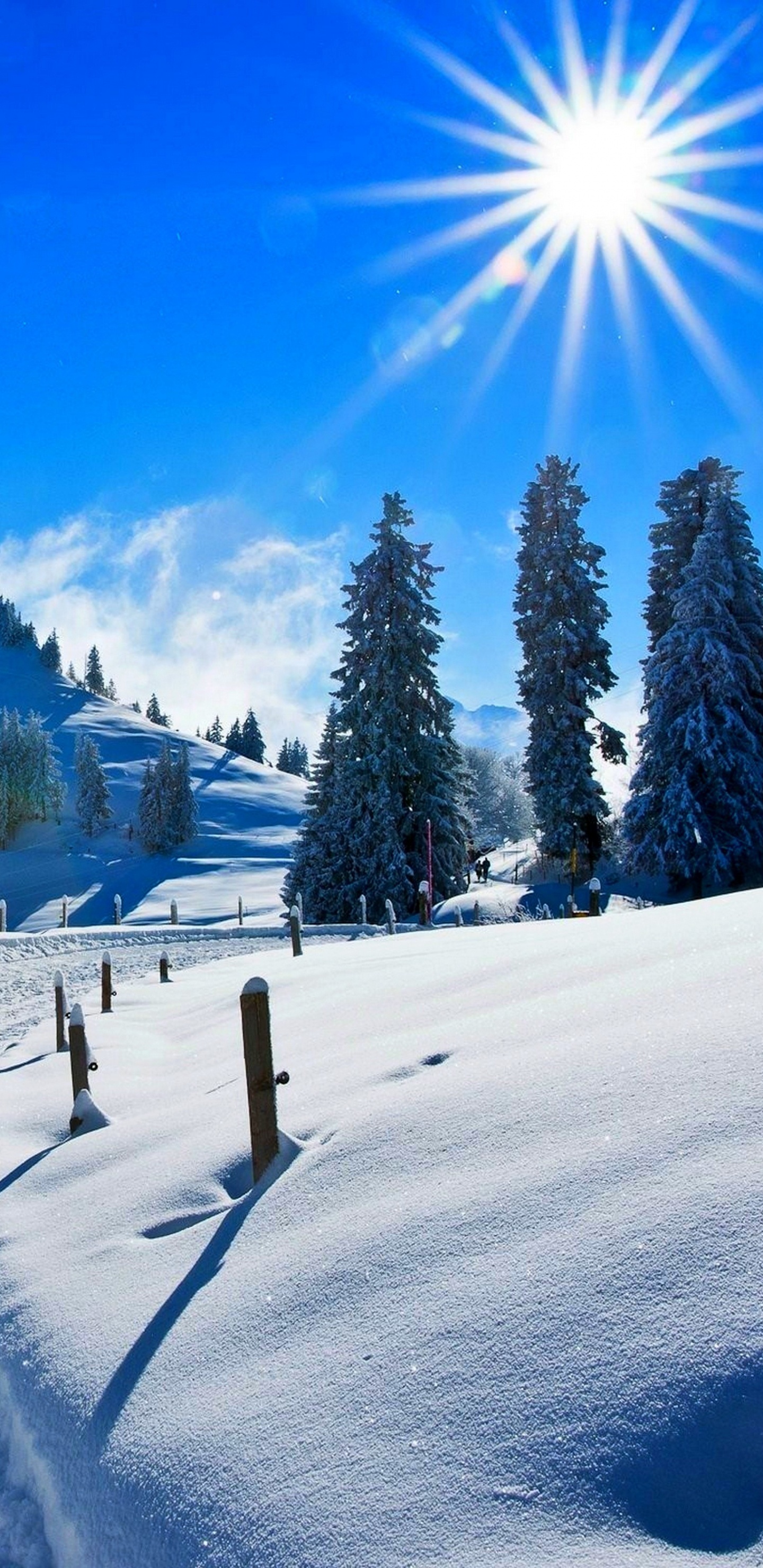 Pinos Verdes Sobre Suelo Cubierto de Nieve Bajo un Cielo Azul Durante el Día. Wallpaper in 1440x2960 Resolution