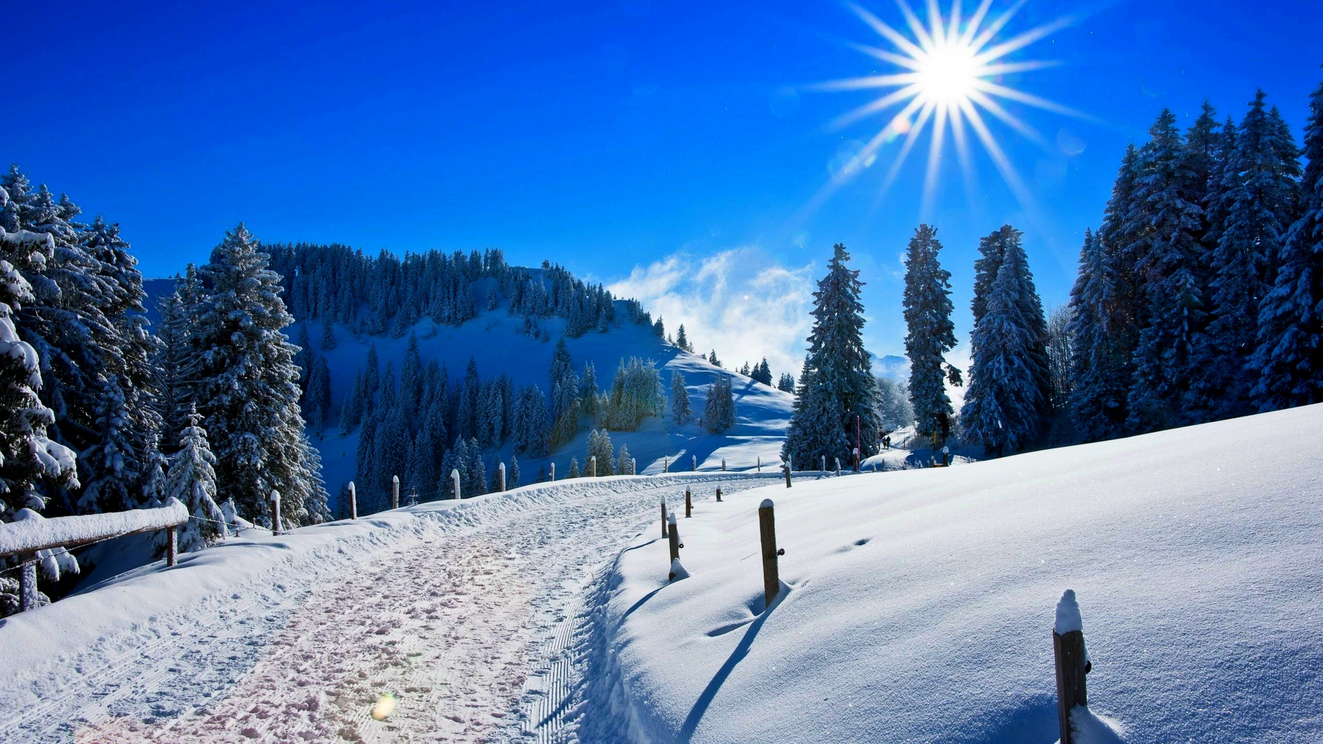 Pinos Verdes Sobre Suelo Cubierto de Nieve Bajo un Cielo Azul Durante el Día. Wallpaper in 1920x1080 Resolution