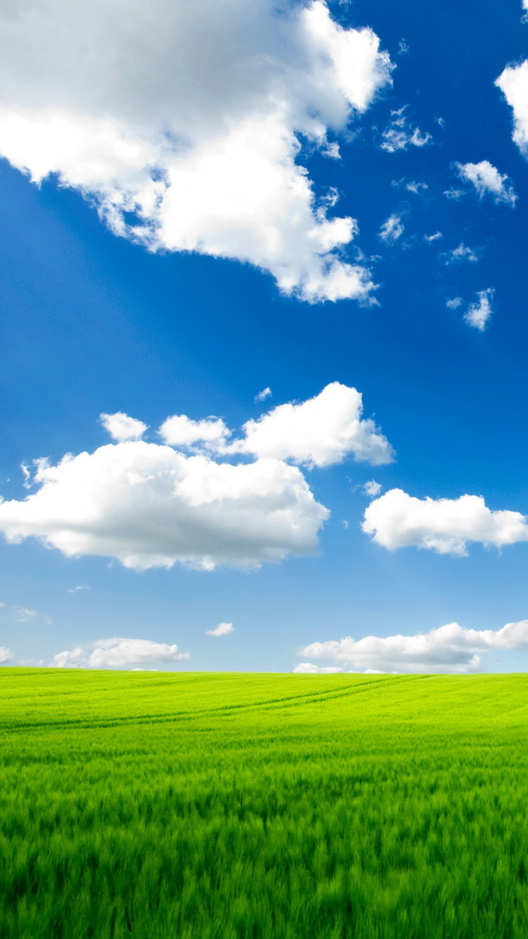 Grüne Wiese Unter Blauem Himmel Und Weißen Wolken Tagsüber. Wallpaper in 750x1334 Resolution