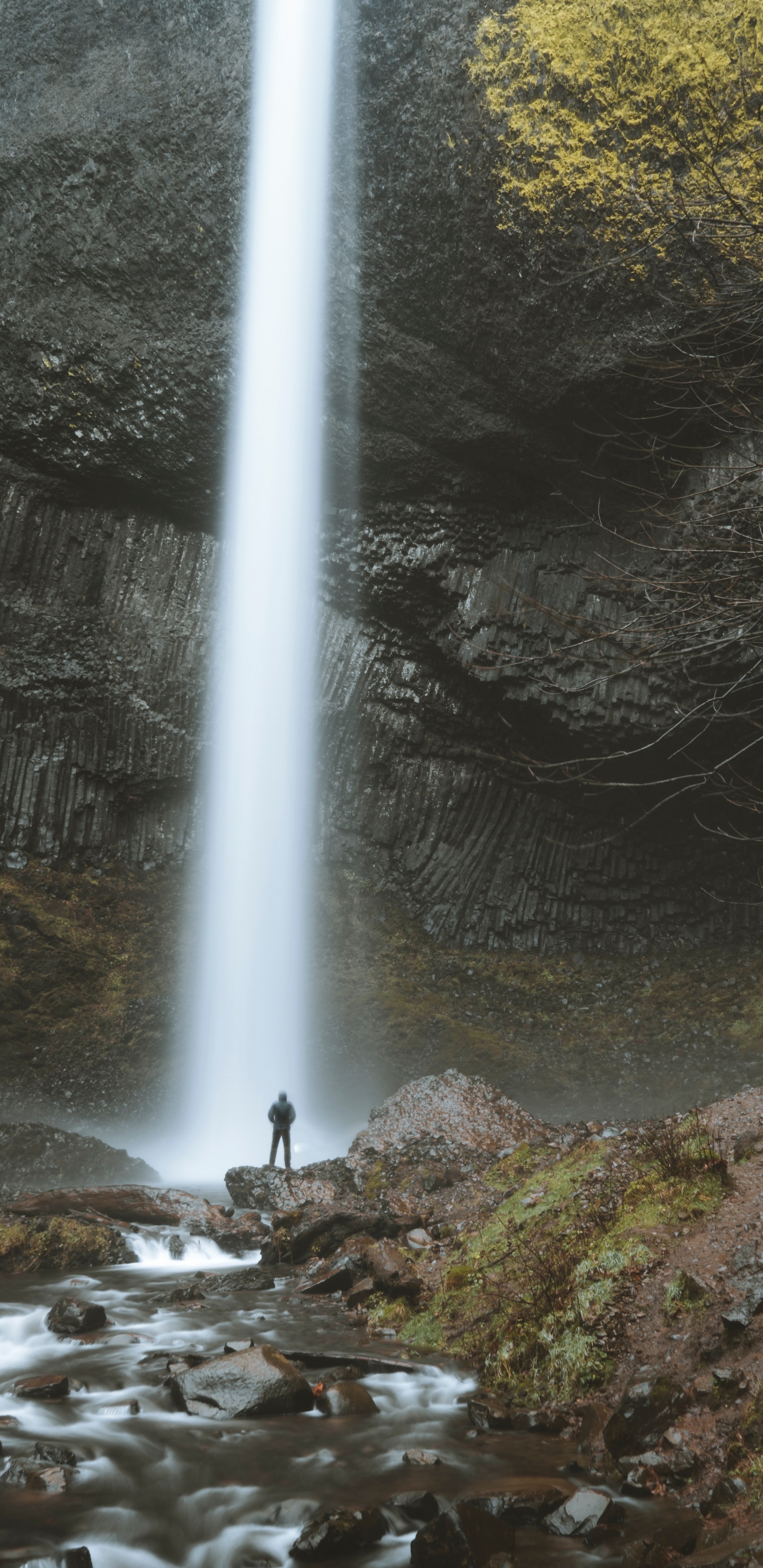 Nature Reserve, Water Feature, Water, Oregon, Old Growth Forest. Wallpaper in 1440x2960 Resolution