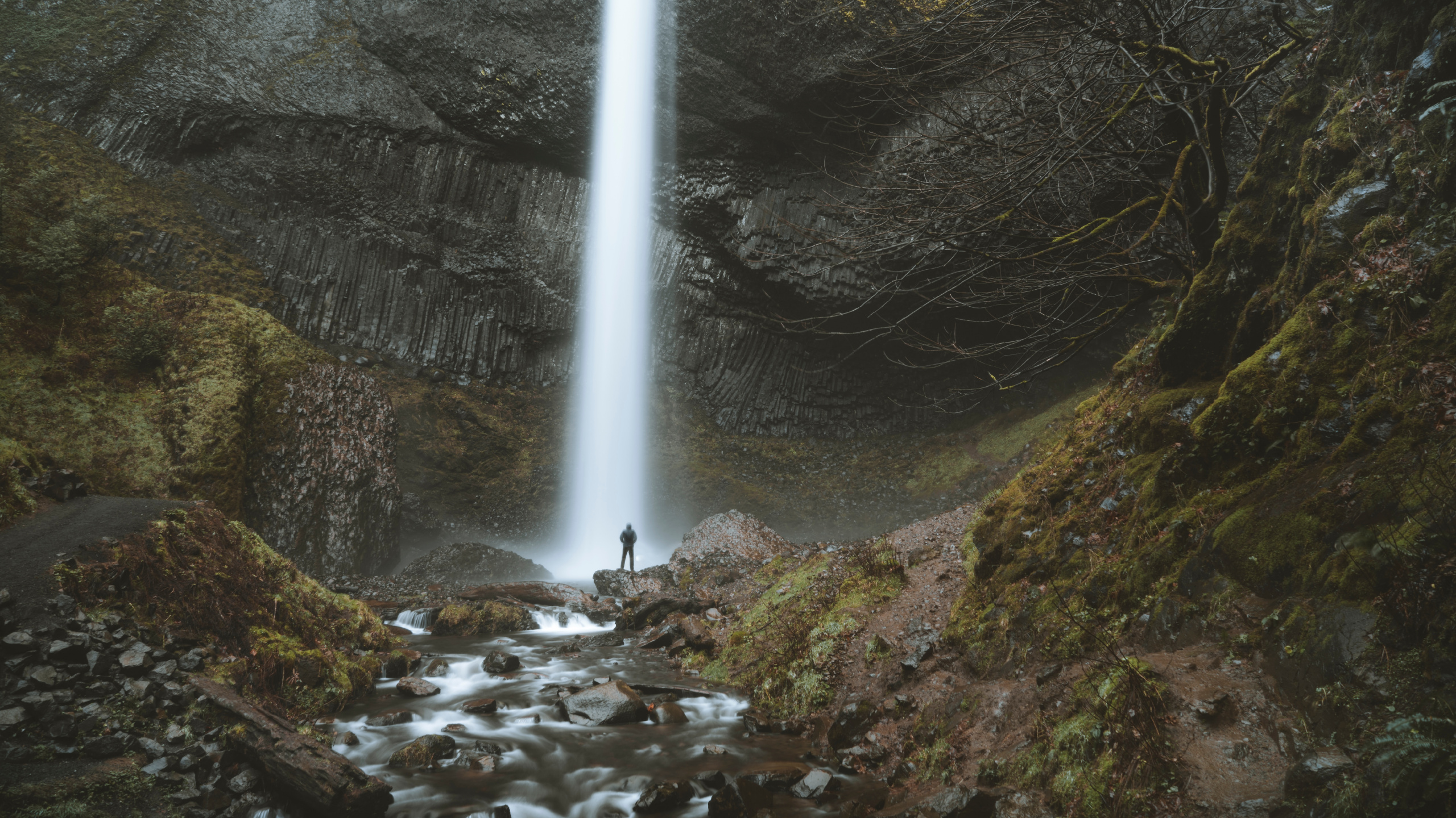 Nature Reserve, Water Feature, Water, Oregon, Old Growth Forest. Wallpaper in 2560x1440 Resolution