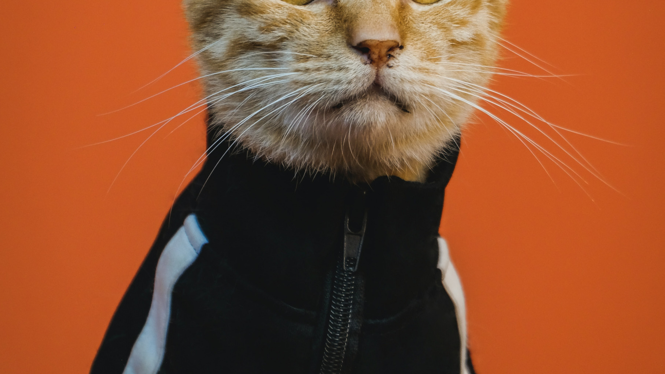 Art de Chat Trippant, Chat, Art, Affiche, L'art Numérique. Wallpaper in 1366x768 Resolution