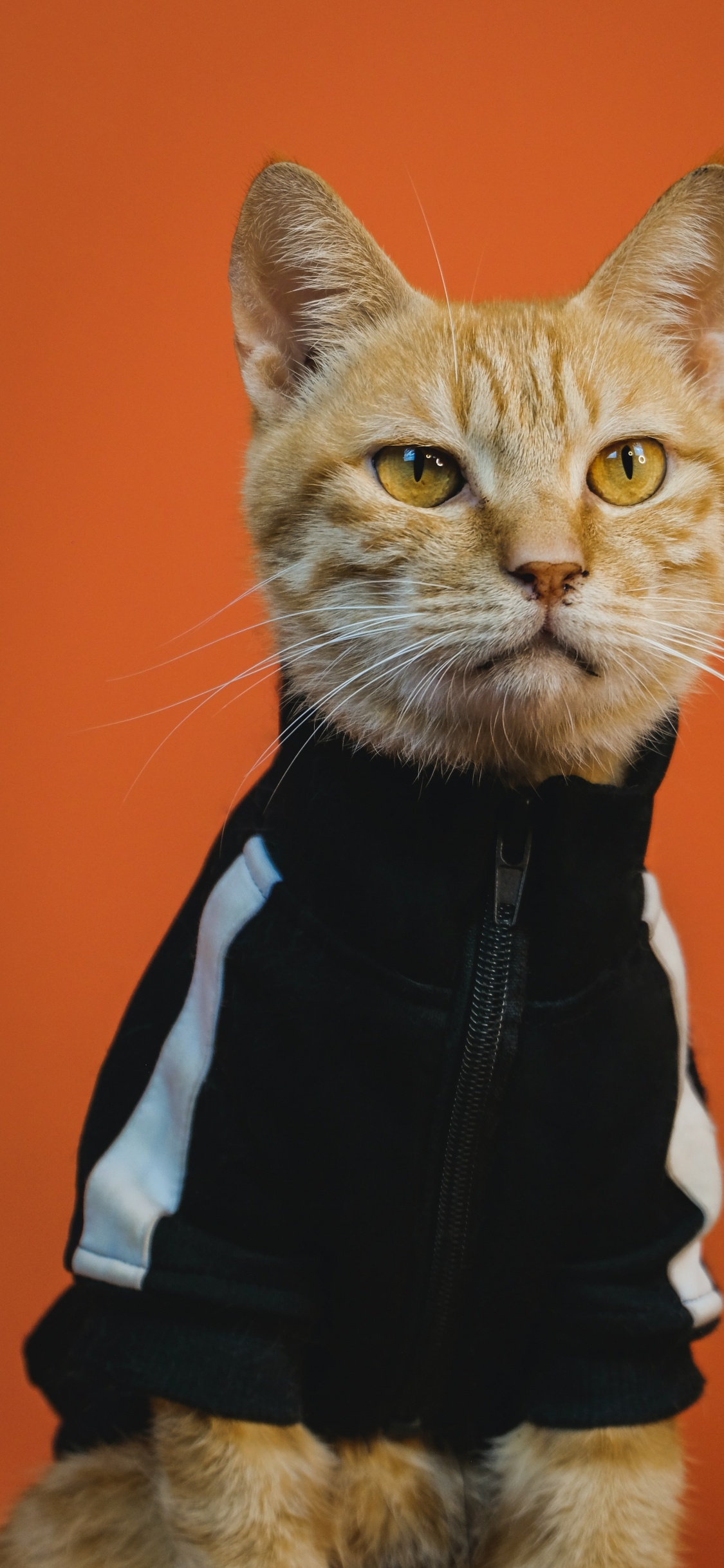 Arte Del Gato Trippy, Gato, Arte, Cartel, Arte Digital. Wallpaper in 1125x2436 Resolution