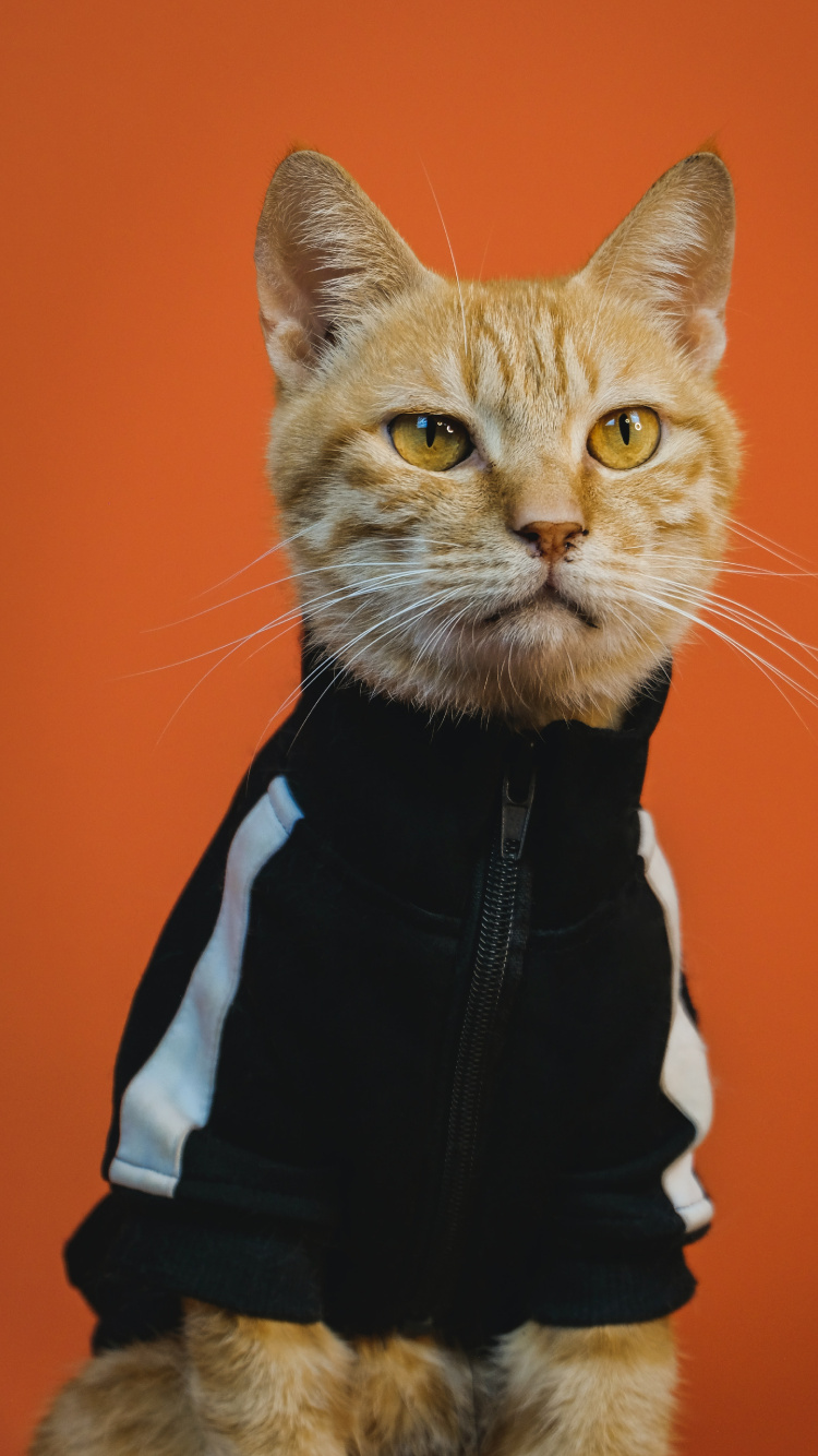 Trippige Katzenkunst, Katze, Kunst, Poster, Malerei. Wallpaper in 750x1334 Resolution