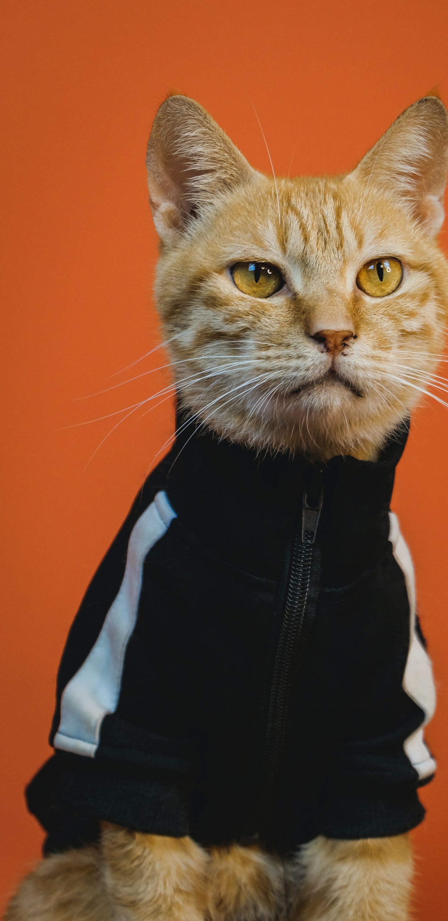 Trippy Cat Art, Cat, Art, Poster, Painting. Wallpaper in 1440x2960 Resolution