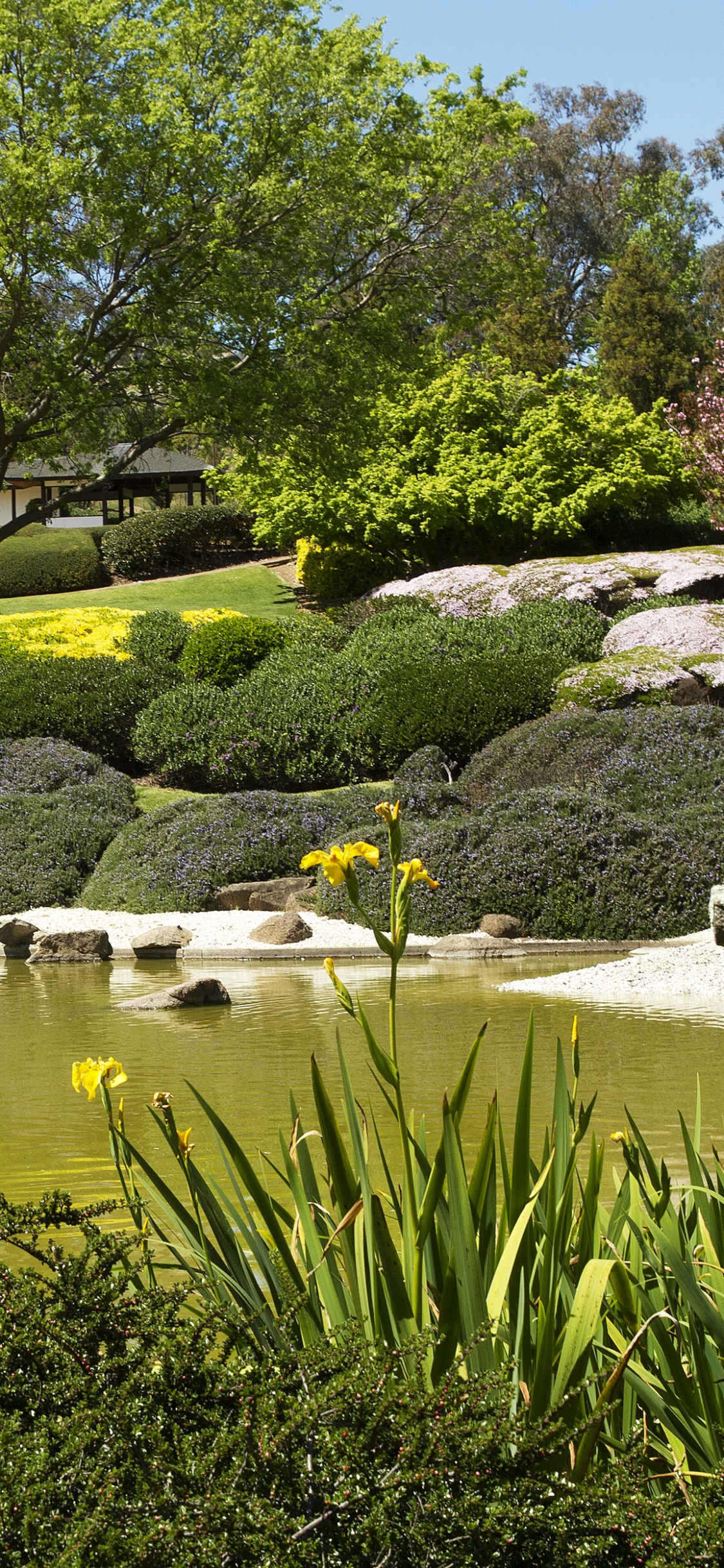 Árboles Verdes Junto al Río Durante el Día. Wallpaper in 1125x2436 Resolution