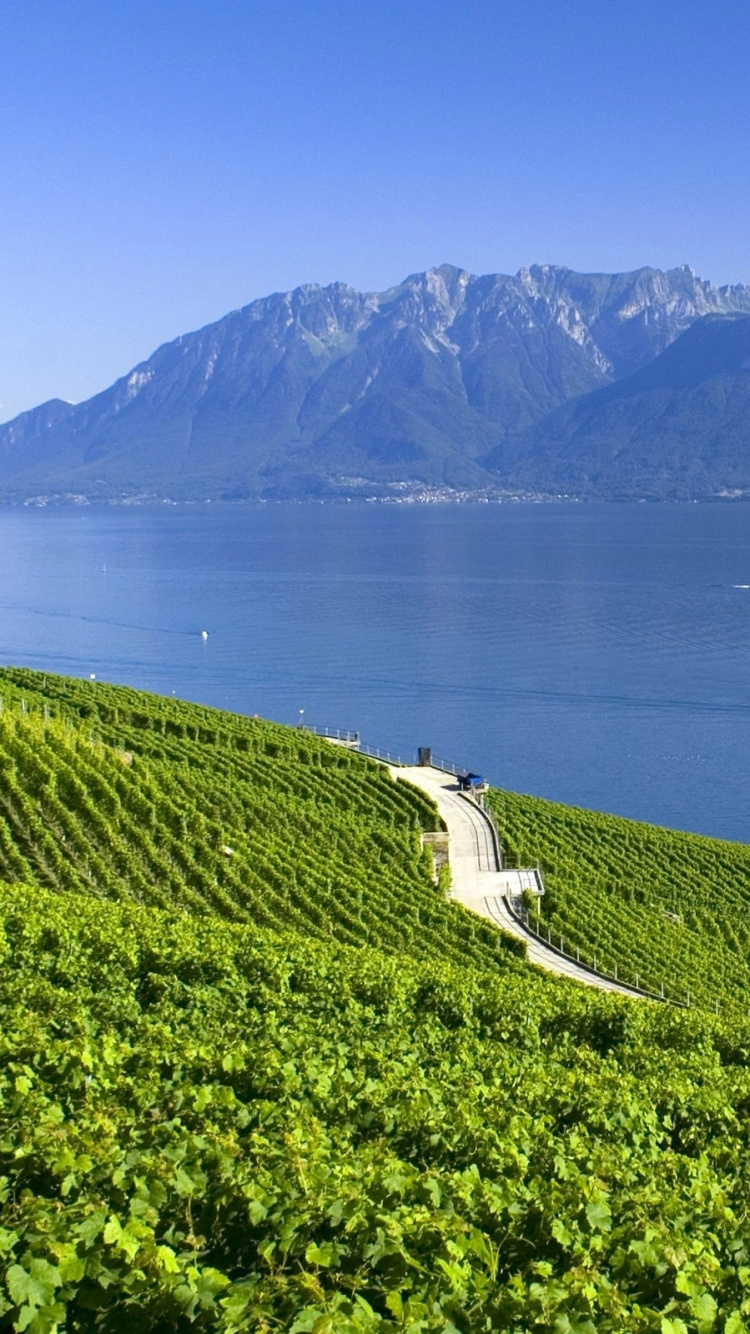 Green Grass Field Near Body of Water During Daytime. Wallpaper in 750x1334 Resolution