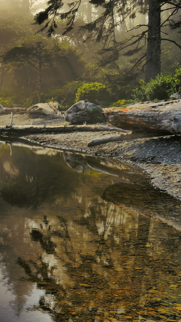 Body of Water Near Trees During Daytime. Wallpaper in 750x1334 Resolution