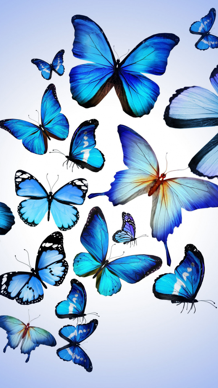 Papillons Bleus Sur Mur Blanc. Wallpaper in 750x1334 Resolution