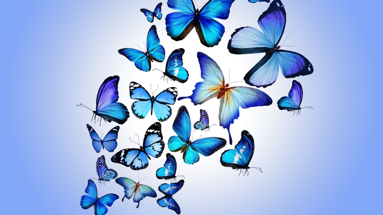 Blue Butterflies on White Wall. Wallpaper in 1280x720 Resolution