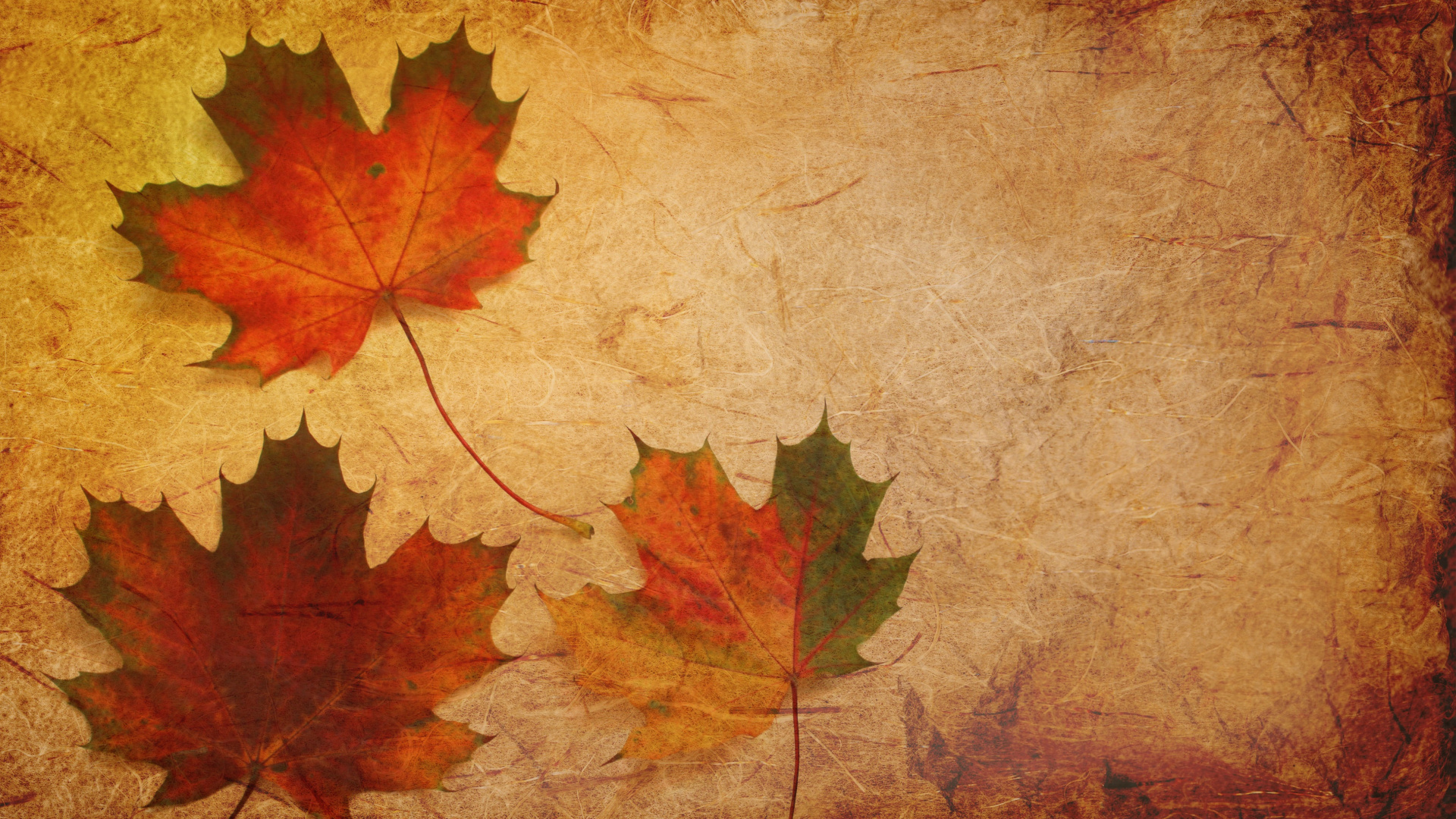 Maple Leaf, Autumn, Leaf, Black Maple, Tree. Wallpaper in 1920x1080 Resolution