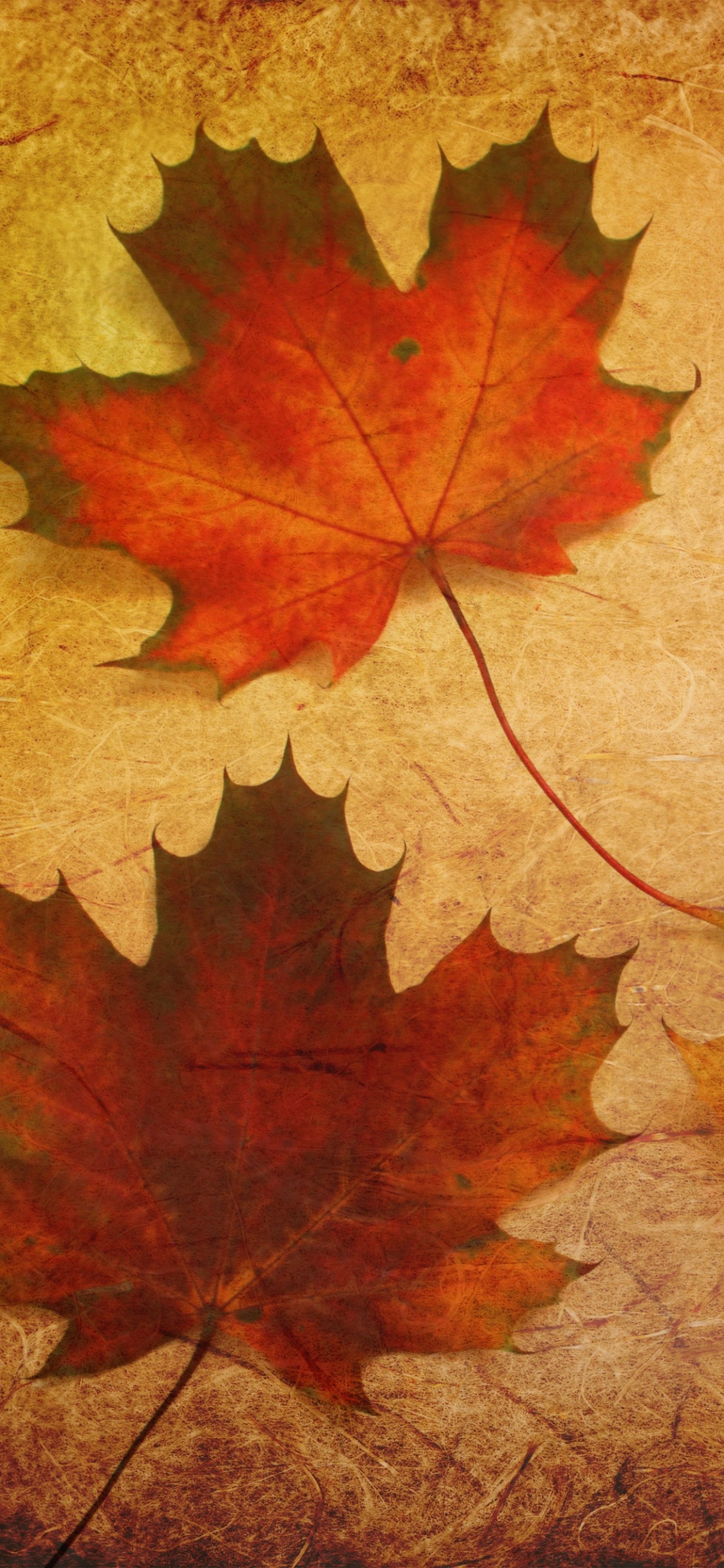 Maple Leaf, Herbst, Blatt, Schwarzer Ahorn, Baum. Wallpaper in 1125x2436 Resolution