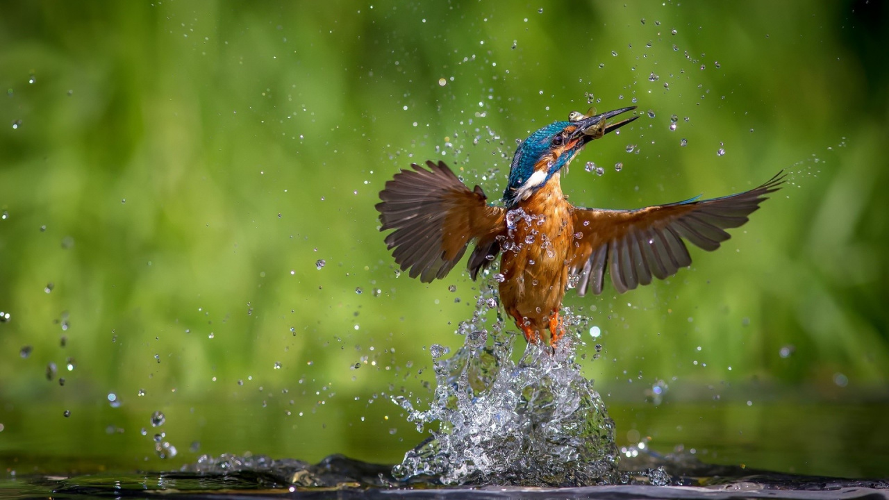 Birds, Belted Kingfisher, Eisvogel Mit Grünem Rücken, Vogel, Wasser. Wallpaper in 1280x720 Resolution