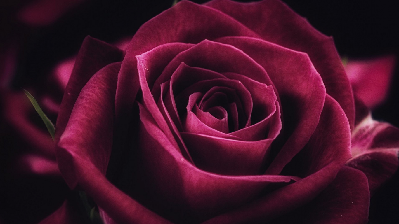 Roses, Les Roses de Jardin, Pétale, Purple, Hybride de Thé à la Rose. Wallpaper in 1366x768 Resolution