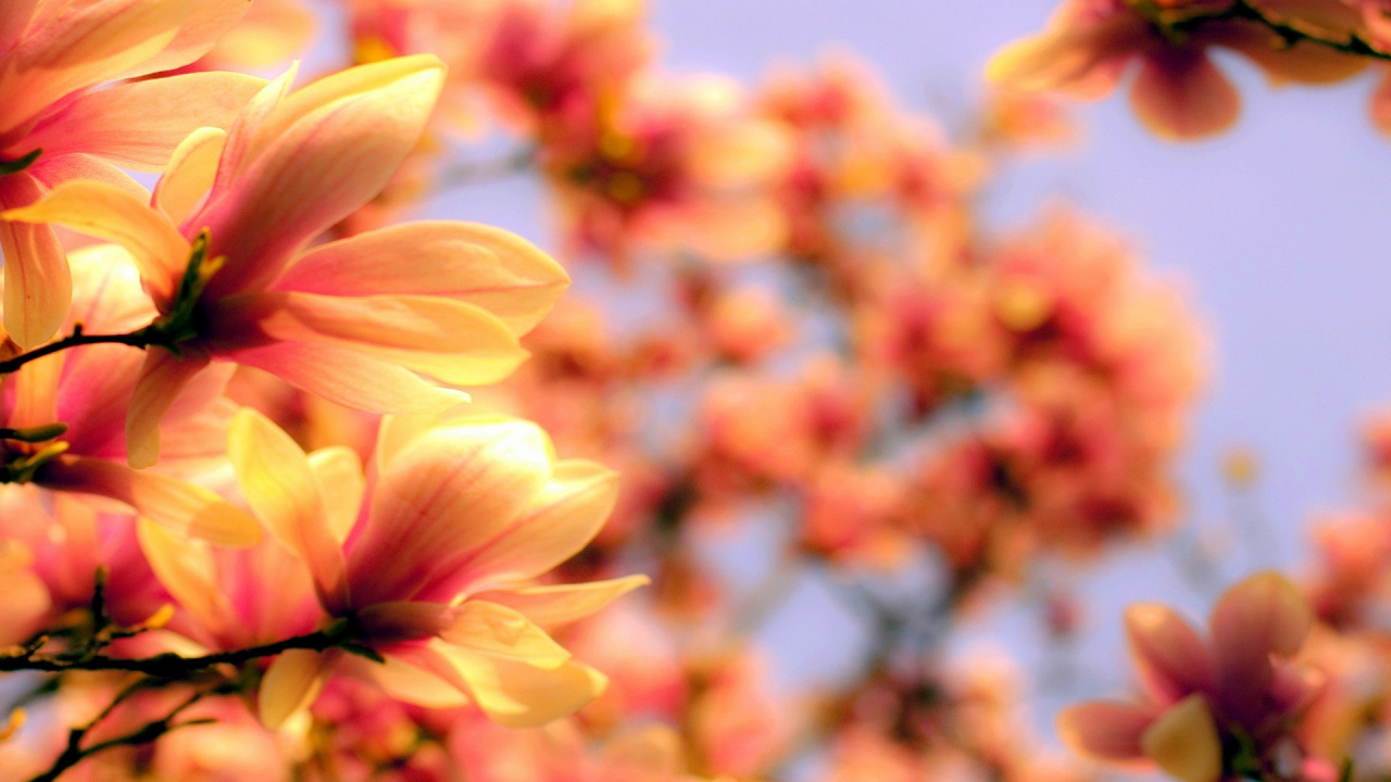 Yellow Flower in Tilt Shift Lens. Wallpaper in 1280x720 Resolution