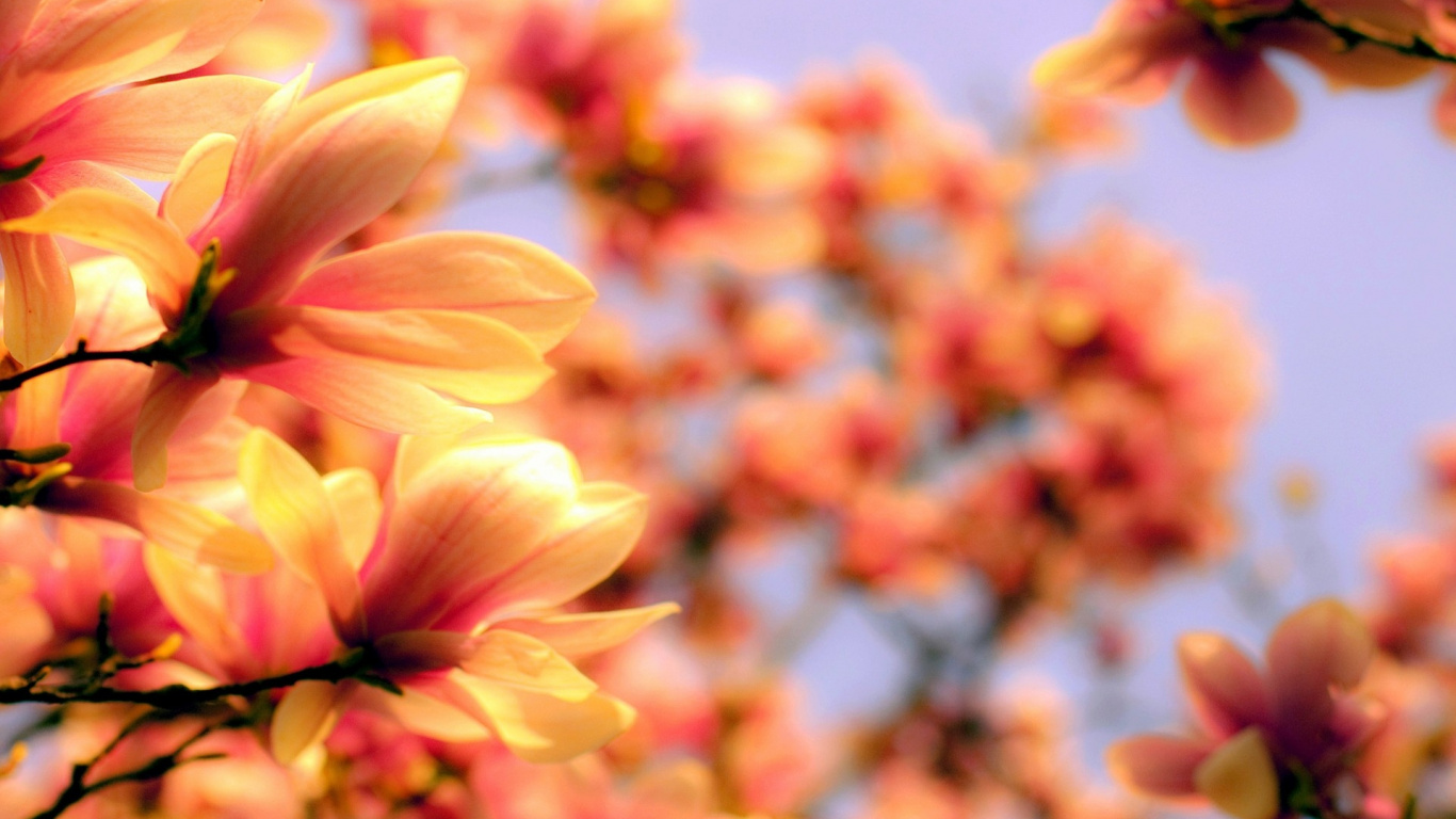 弹簧, 开花, 菌群, 黄色的, 绽放 壁纸 1366x768 允许