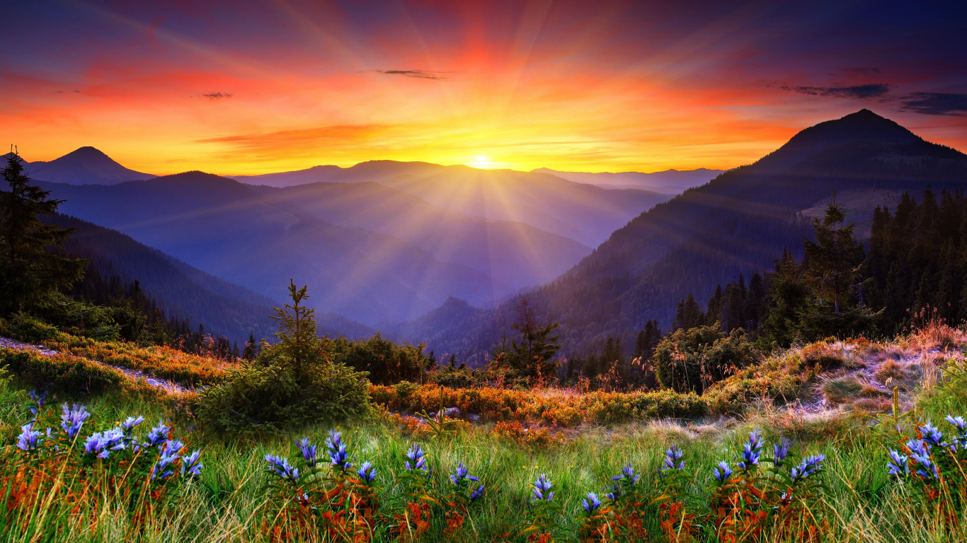 Purple Flower Field Near Mountain During Daytime. Wallpaper in 1366x768 Resolution