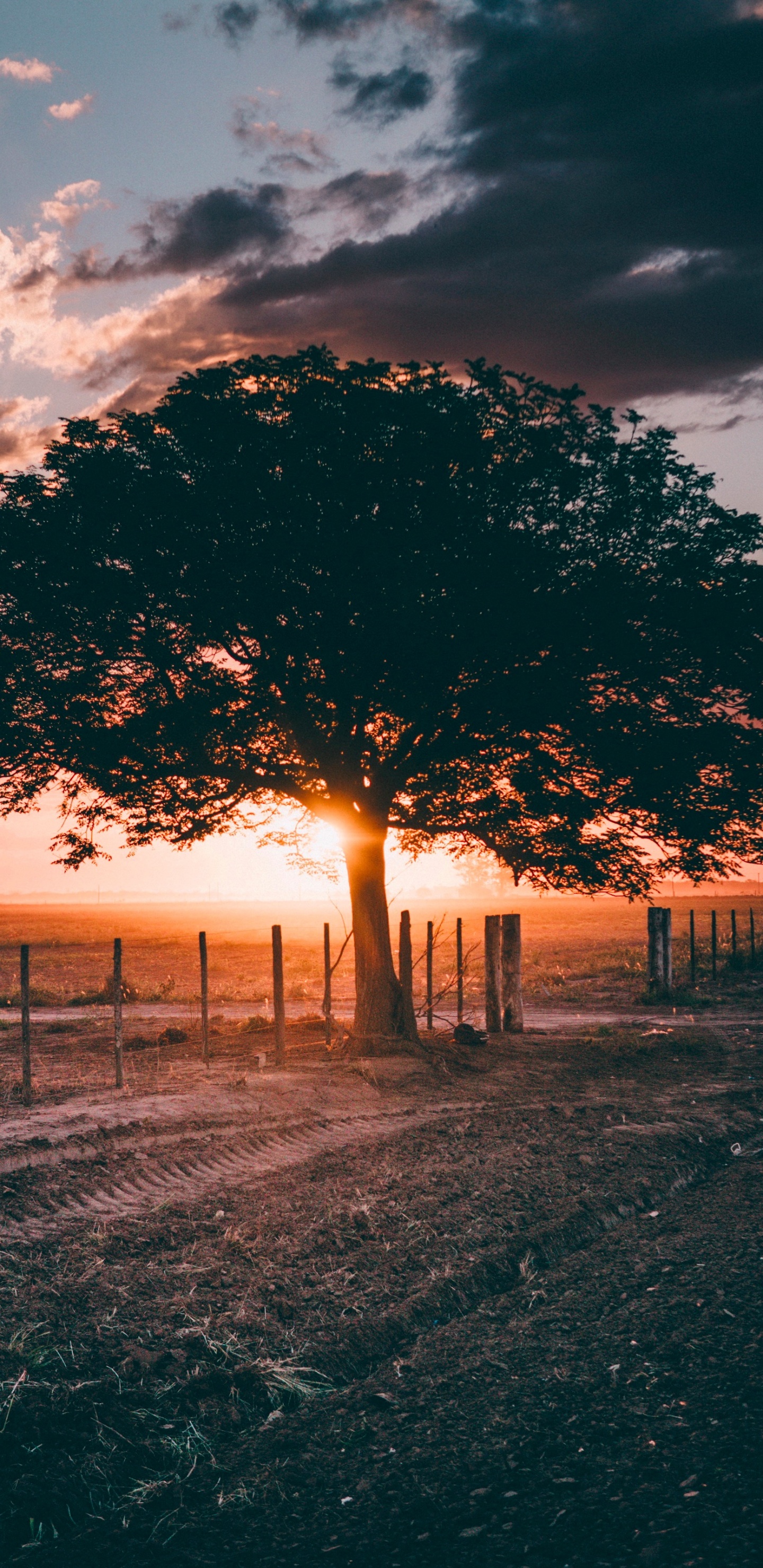 Soirée D'automne, Soir, Atmosphère, L'écorégion, Paysage Naturel. Wallpaper in 1440x2960 Resolution