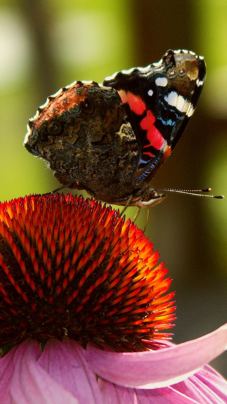Dama Pintada Mariposa Encaramado Sobre Flor Rosa en Fotografía Cercana Durante el Día. Wallpaper in 750x1334 Resolution