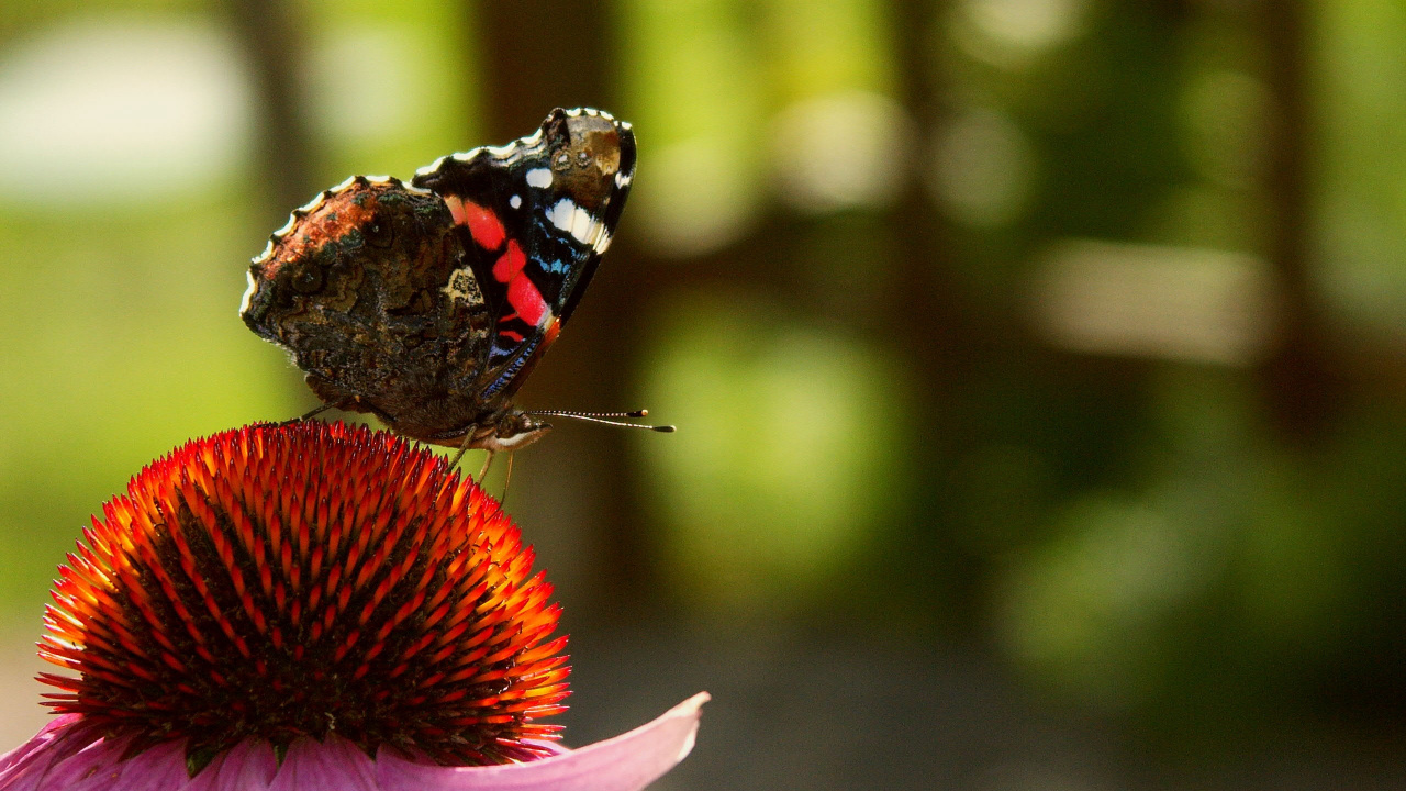 Painted Lady Butterfly Perched on Pink Flower in Close up Photography During Daytime. Wallpaper in 1280x720 Resolution