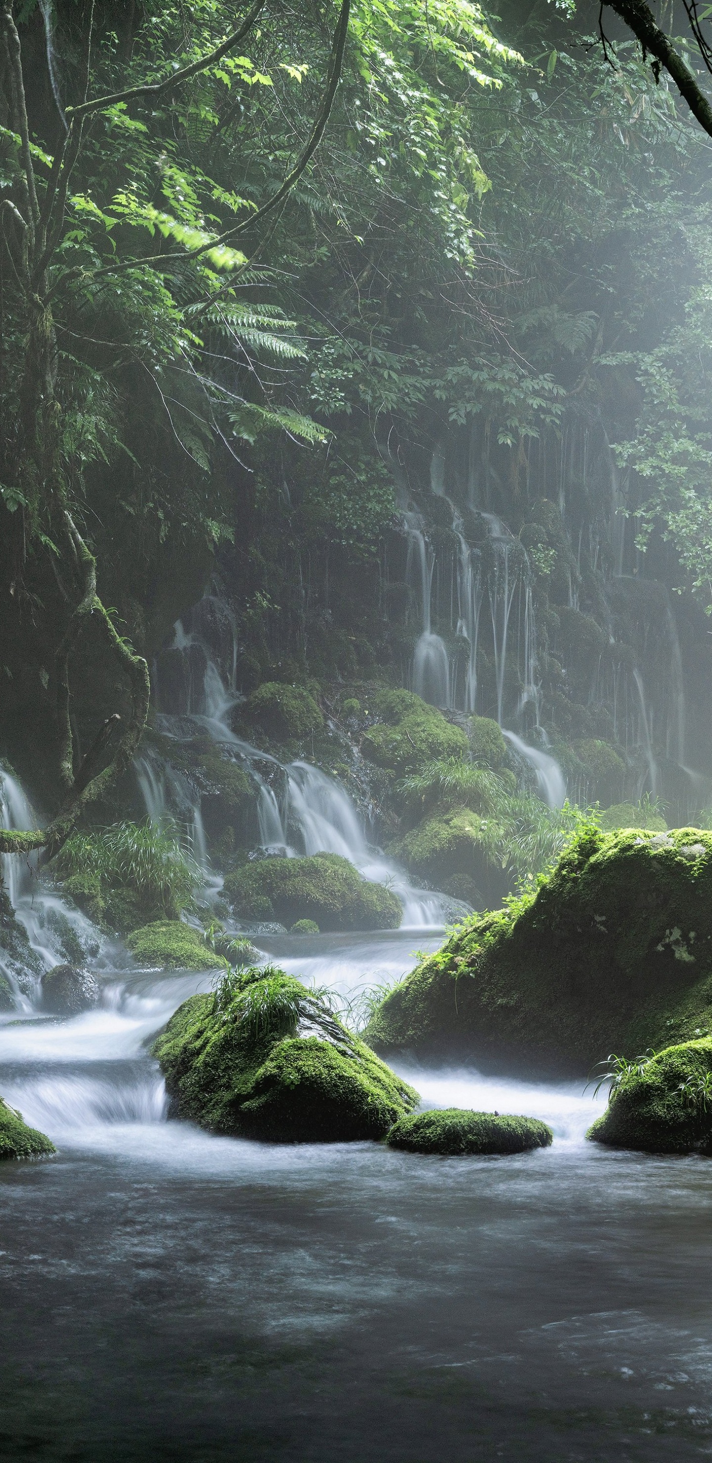 Wasser, Wasserressourcen, Ökoregion, Frühjahr, Naturlandschaft. Wallpaper in 1440x2960 Resolution