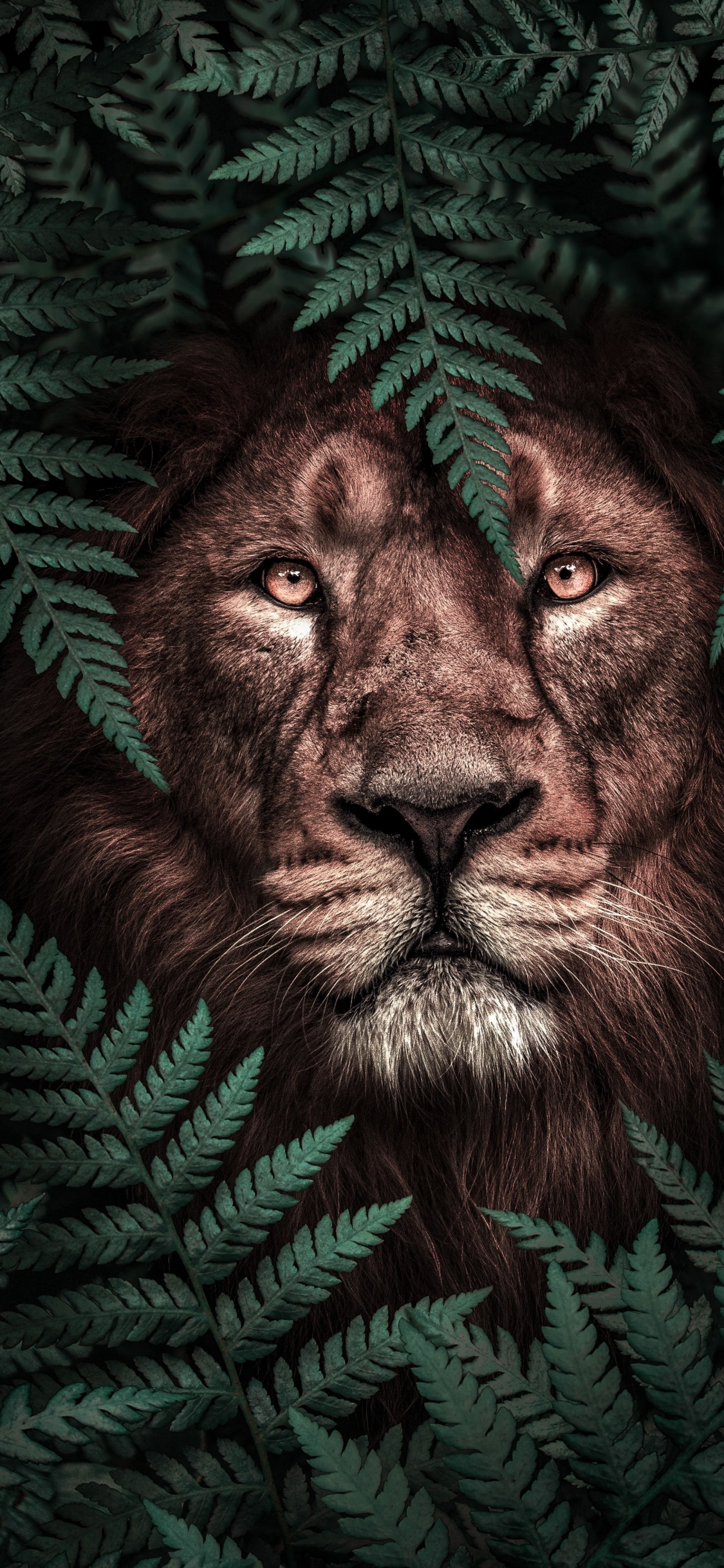 Cabeza, Leones, Cartel, El Trabajo Creativo, Arte. Wallpaper in 1125x2436 Resolution