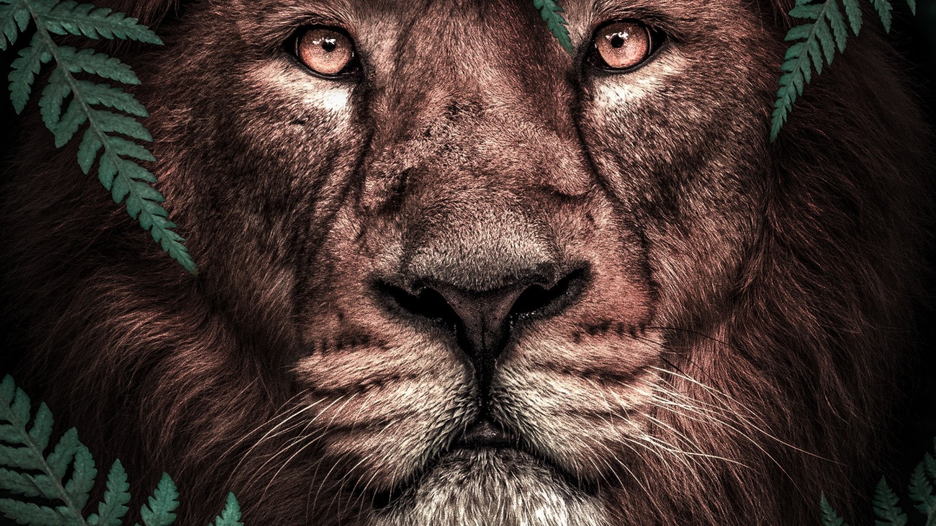 Kopf, Lion, Poster, Kreative Arbeit, Kunst. Wallpaper in 1366x768 Resolution