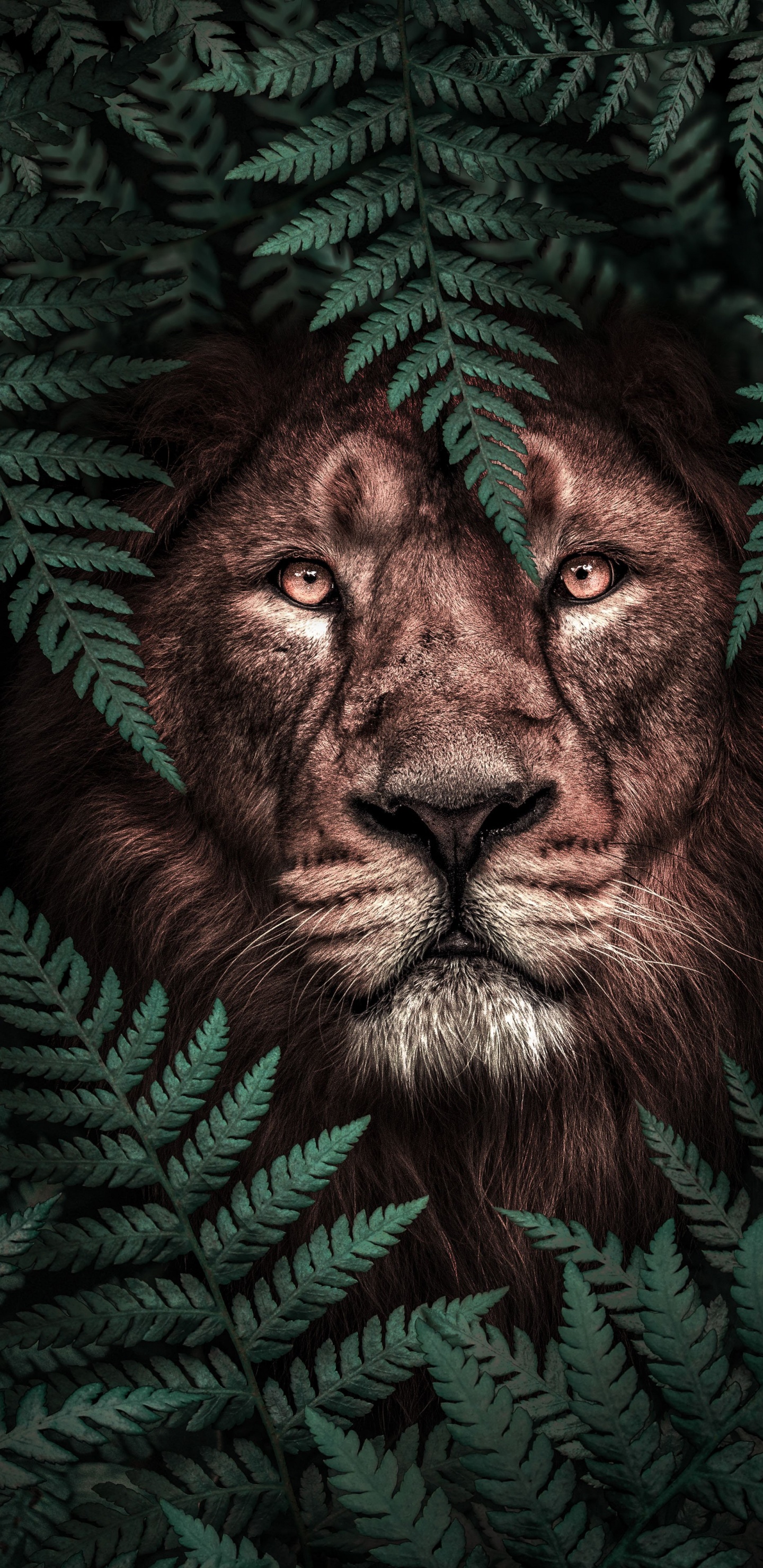 Kopf, Lion, Poster, Kreative Arbeit, Kunst. Wallpaper in 1440x2960 Resolution