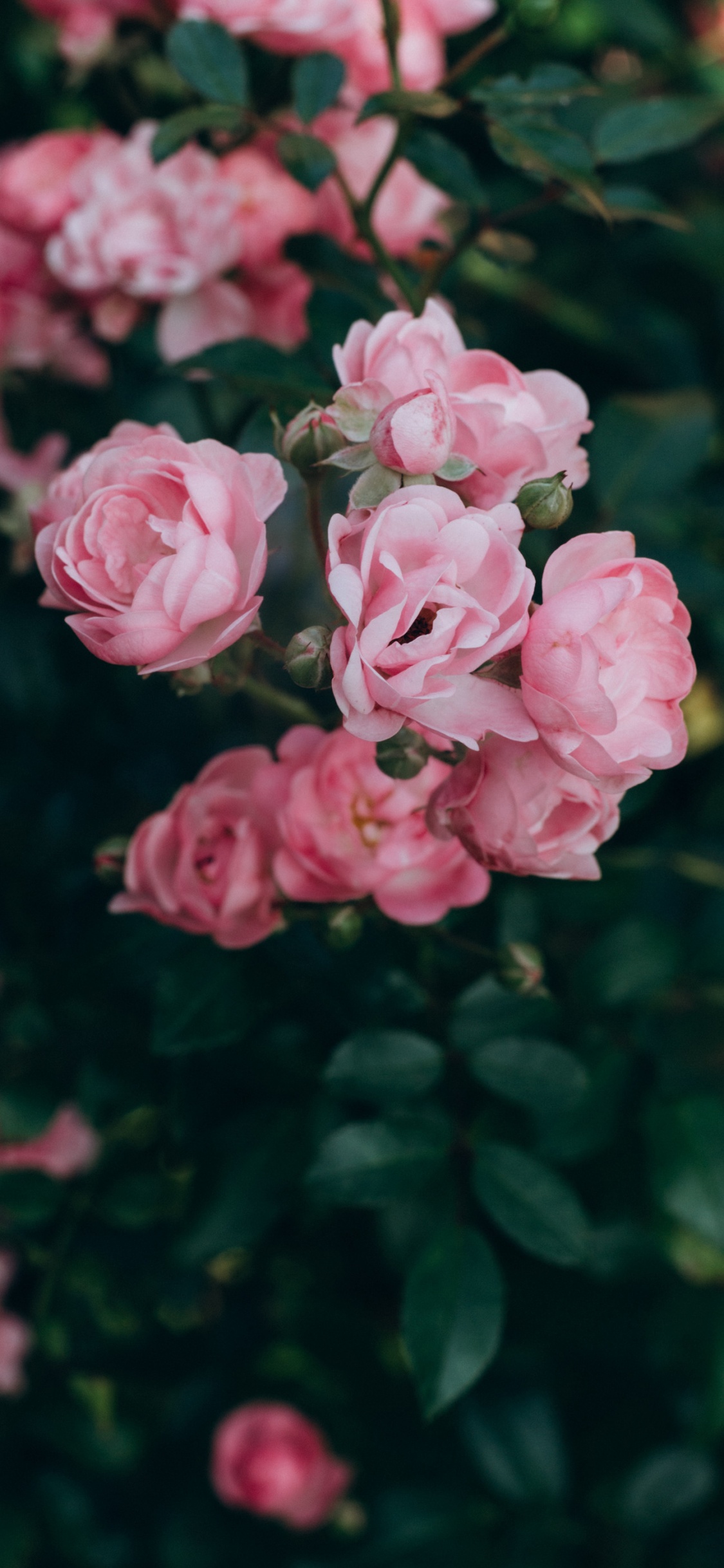 Garden Roses, Flower, Plant, Petal, Botany. Wallpaper in 1125x2436 Resolution