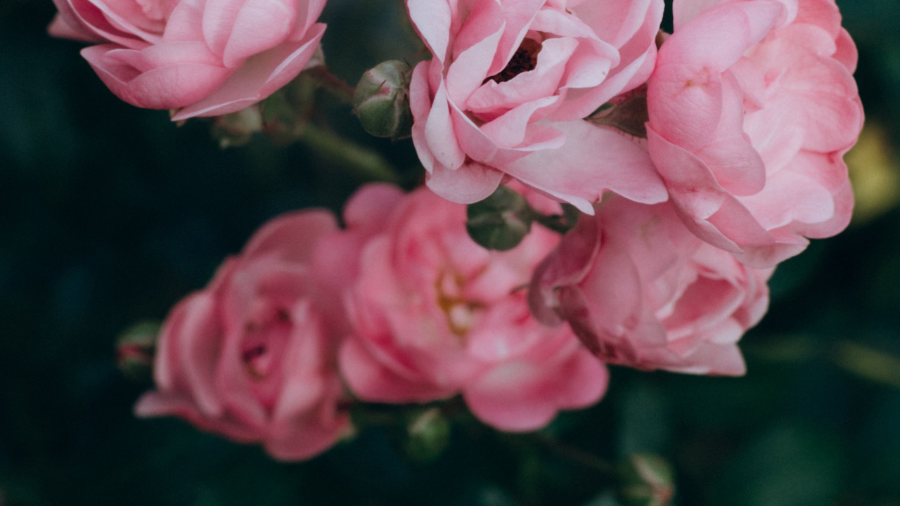 Garten Rosen, Blütenblatt, Botanik, Hybrid Tea Rose, Pink. Wallpaper in 1280x720 Resolution