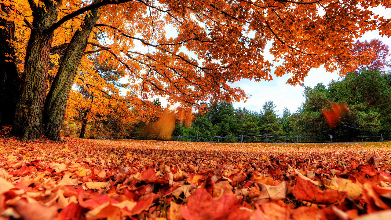 Brown Dried Leaves on Ground During Daytime. Wallpaper in 1280x720 Resolution