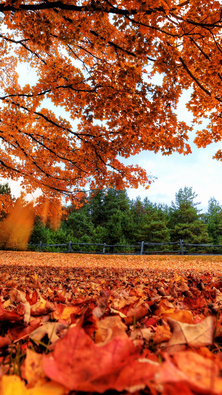 Brown Dried Leaves on Ground During Daytime. Wallpaper in 720x1280 Resolution