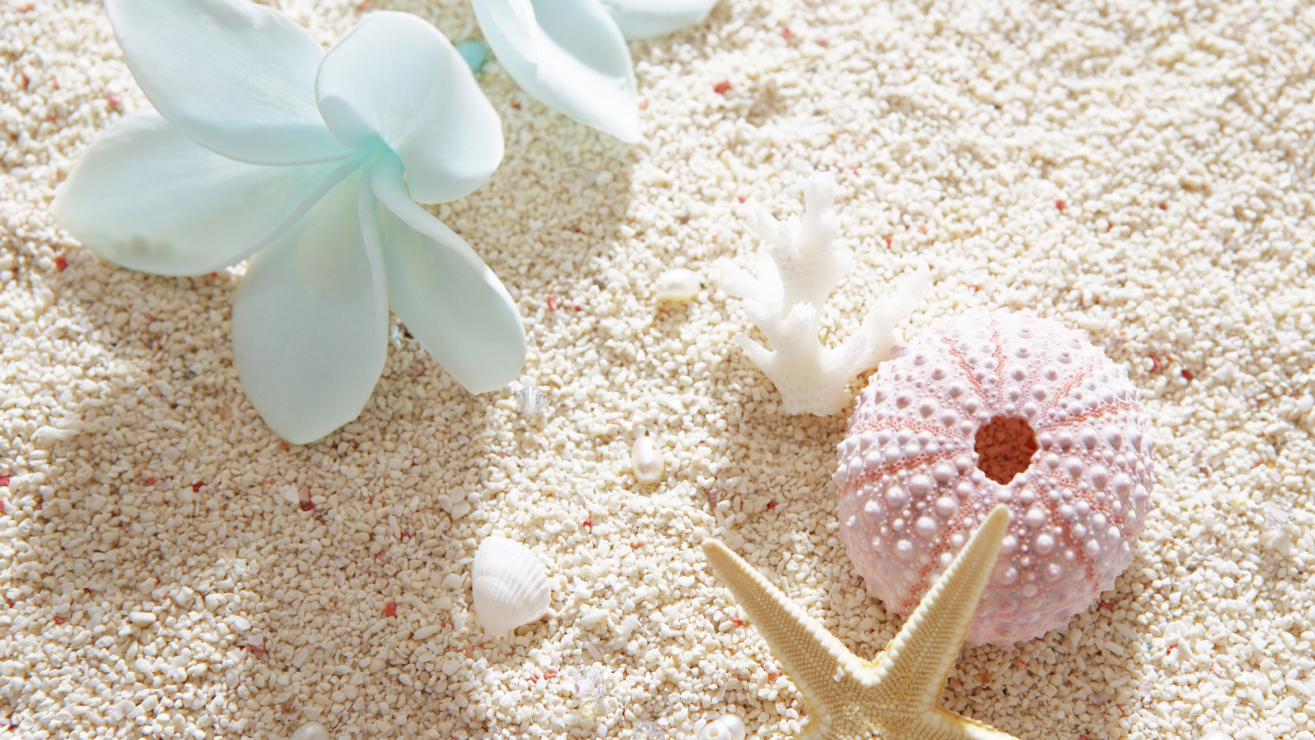 White and Pink Starfish on White Sand. Wallpaper in 1920x1080 Resolution